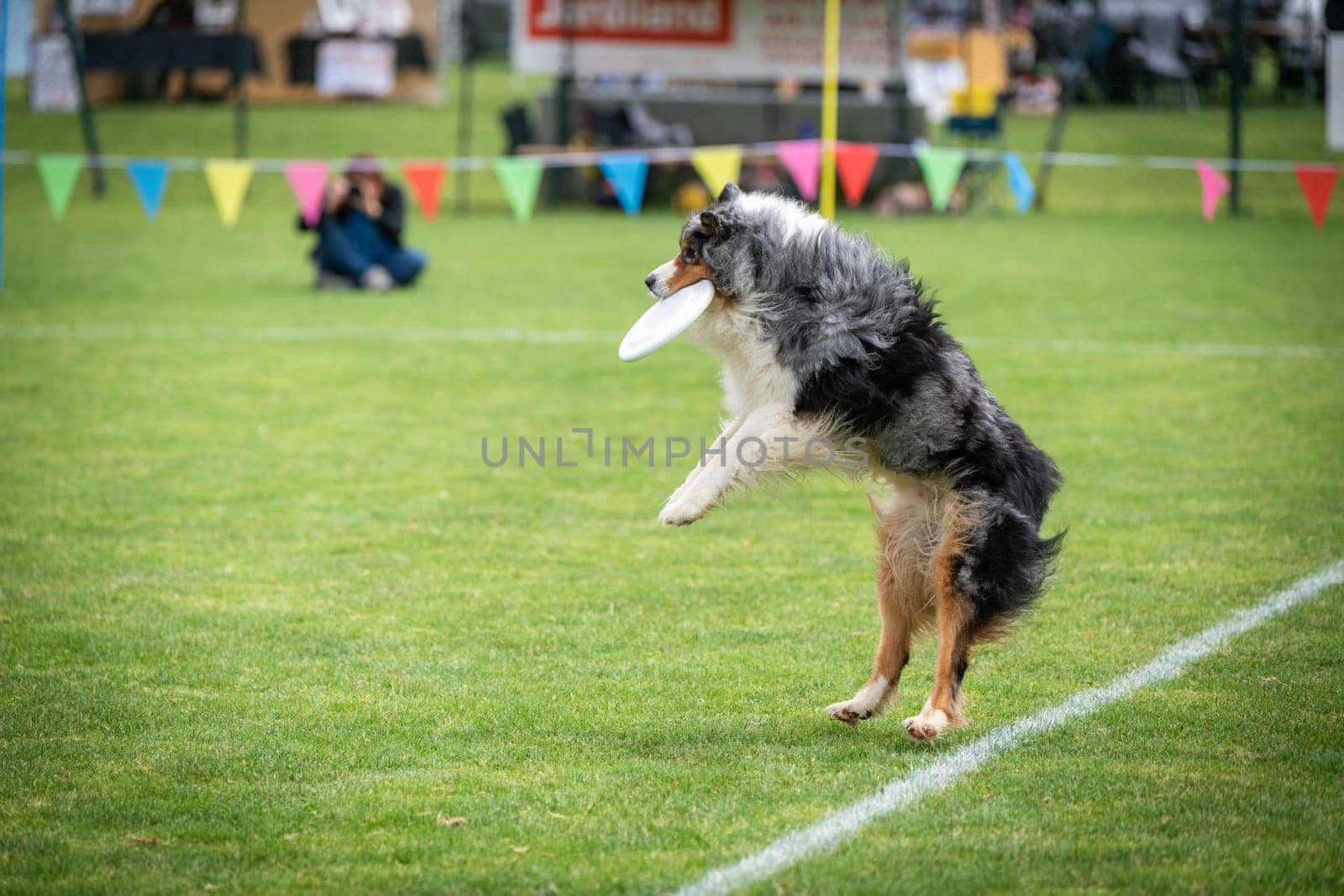A dog is jumping to keep a freesbee. The sport is named : disc dog