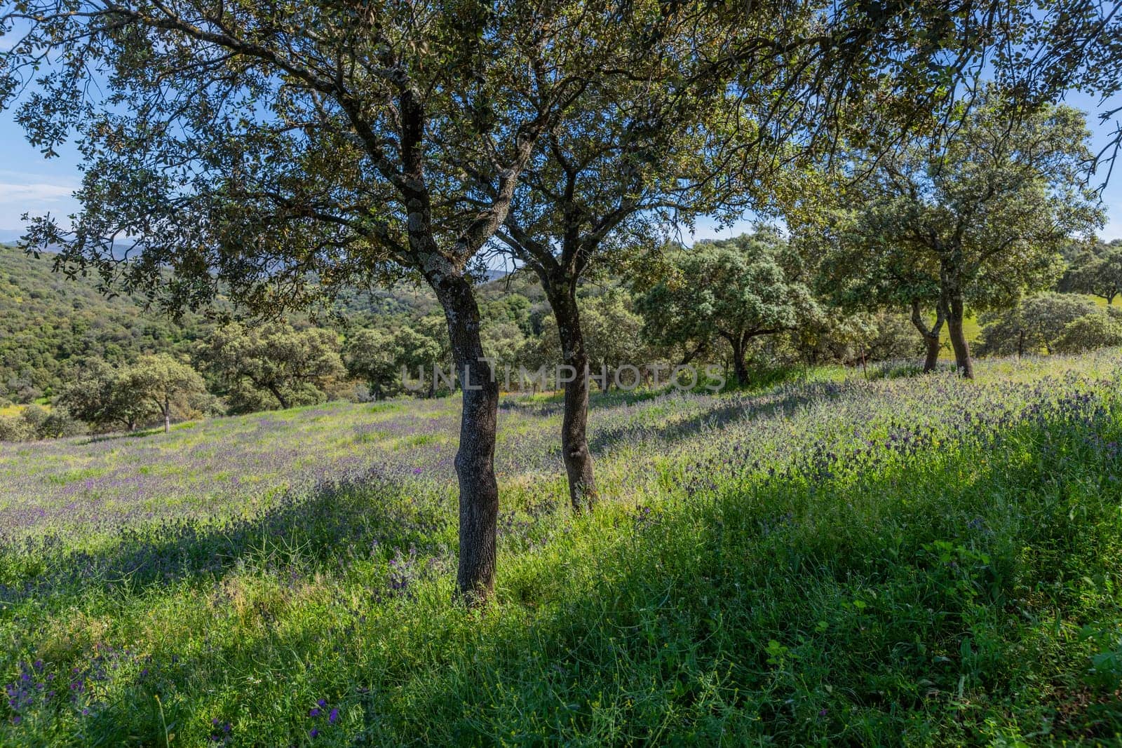 A field with wild plants and trees in a farm outside Granada, Andalucia, Spain