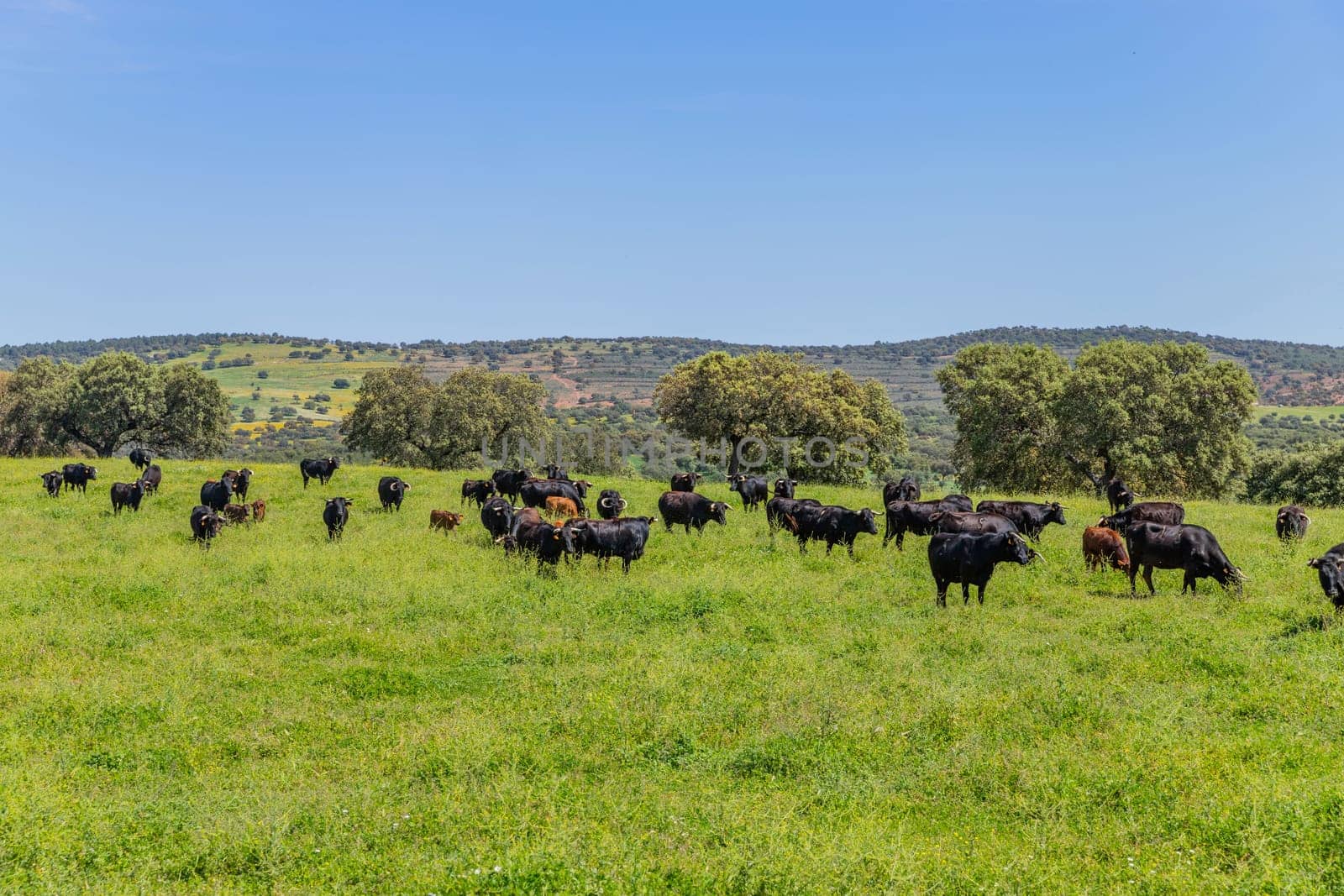 black bulls in a bull farm (for bullfights) near Granada, Andalucia, Spain
