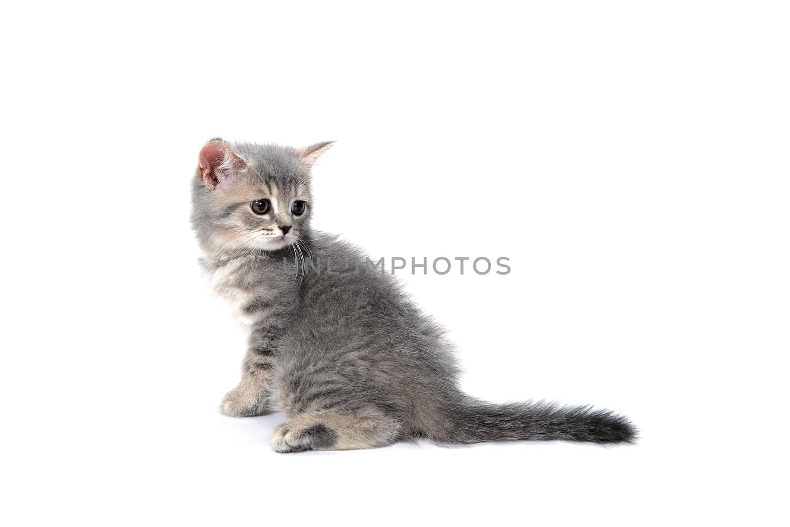 a small fluffy kitten on a white isolated background. High quality photo