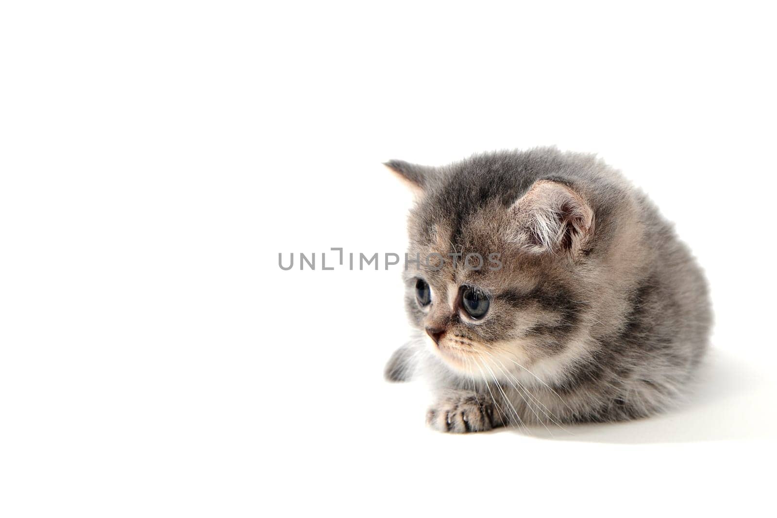 a small fluffy kitten on a white isolated background. High quality photo