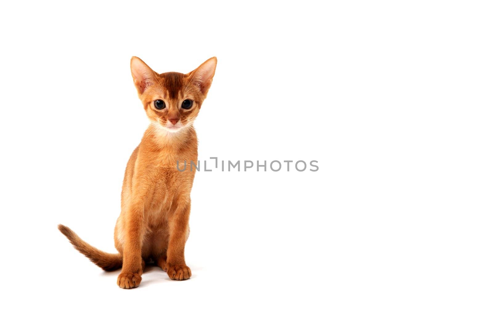 ginger purebred kitten sits on an isolated white background. High quality photo
