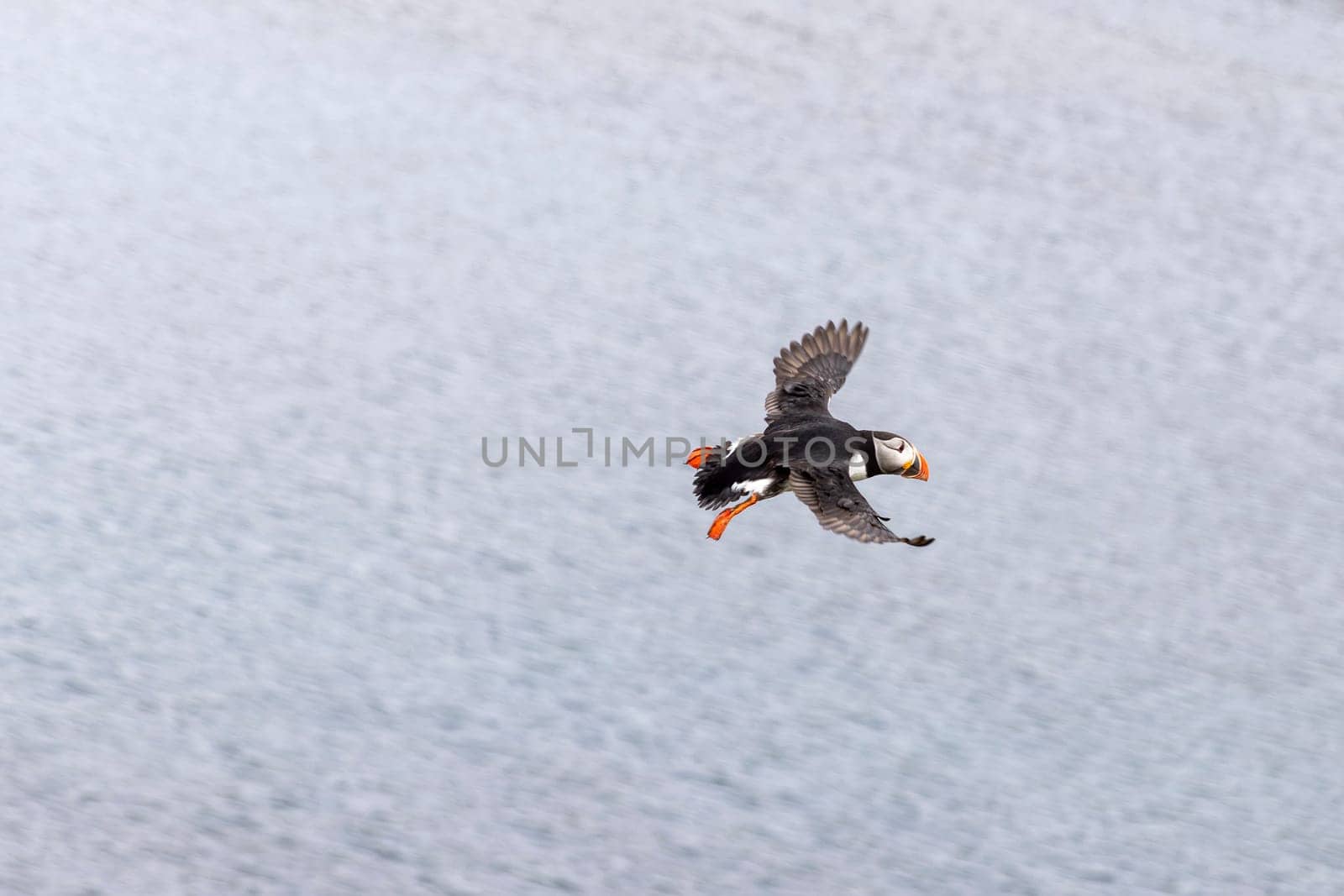 Atlantic puffin soaring through  air  ocean  backdrop. Iceland