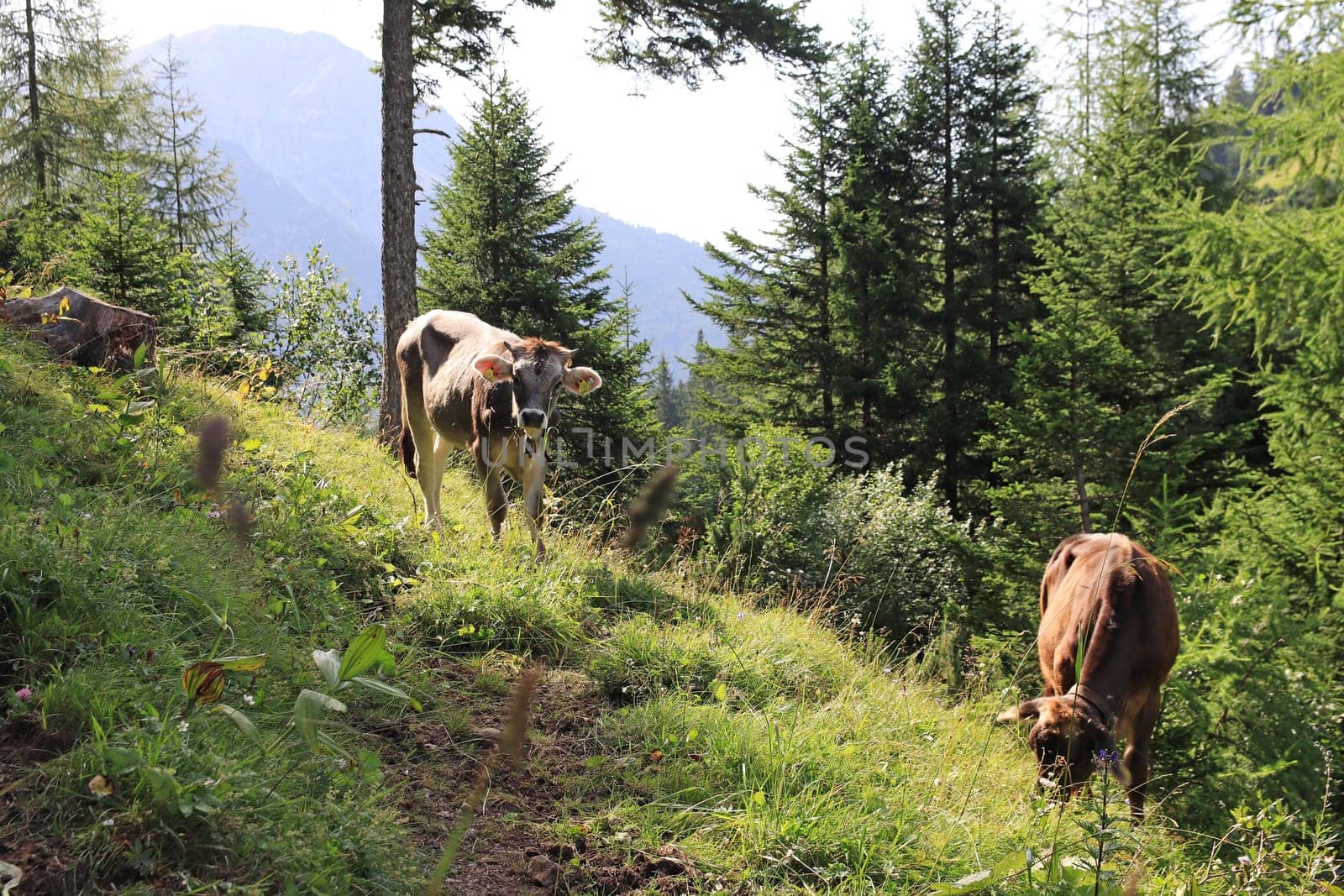 Young cows with horns and bells in the mountains of Austria