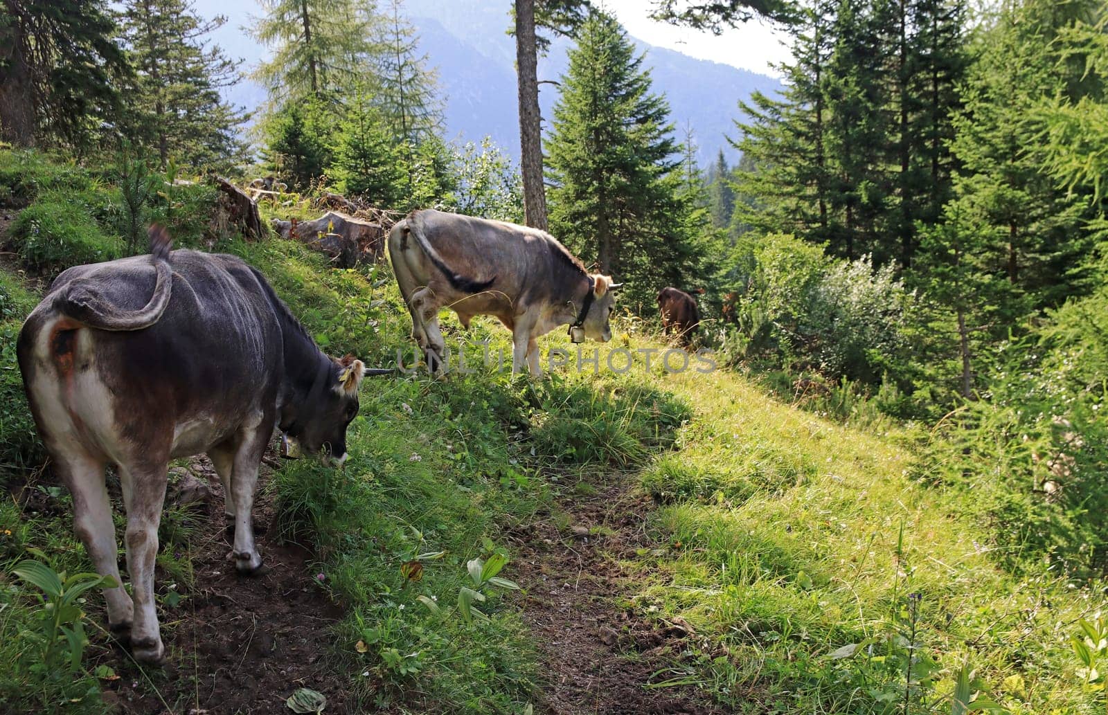 Young cows with horns and bells in the mountains of Austria