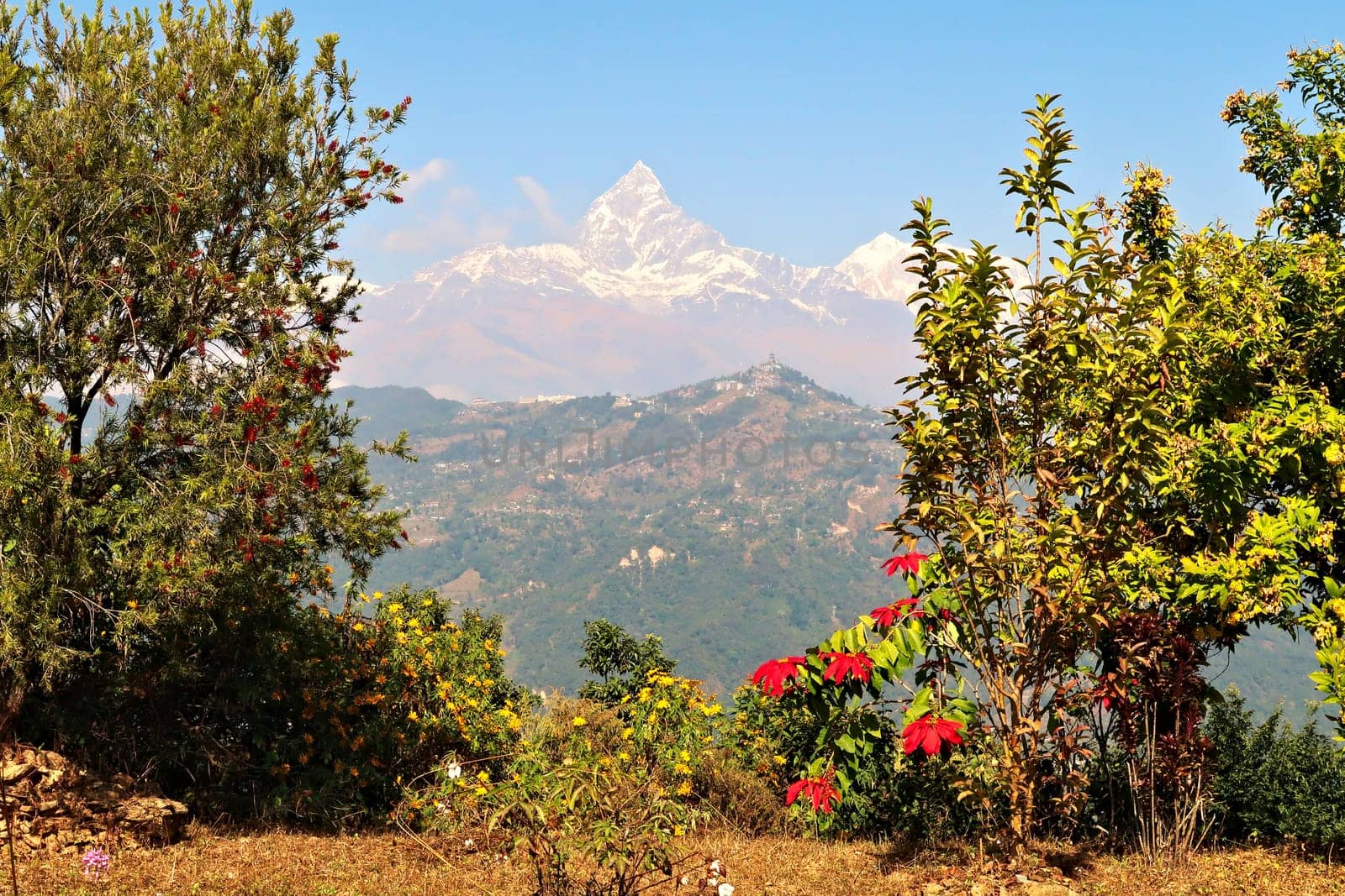 View between the trees onto the snow capped peak of Mount Machapuchare, on the way up to the World Peace Pagoda, close to Pokhara, Phewa Lake, Nepal 2022