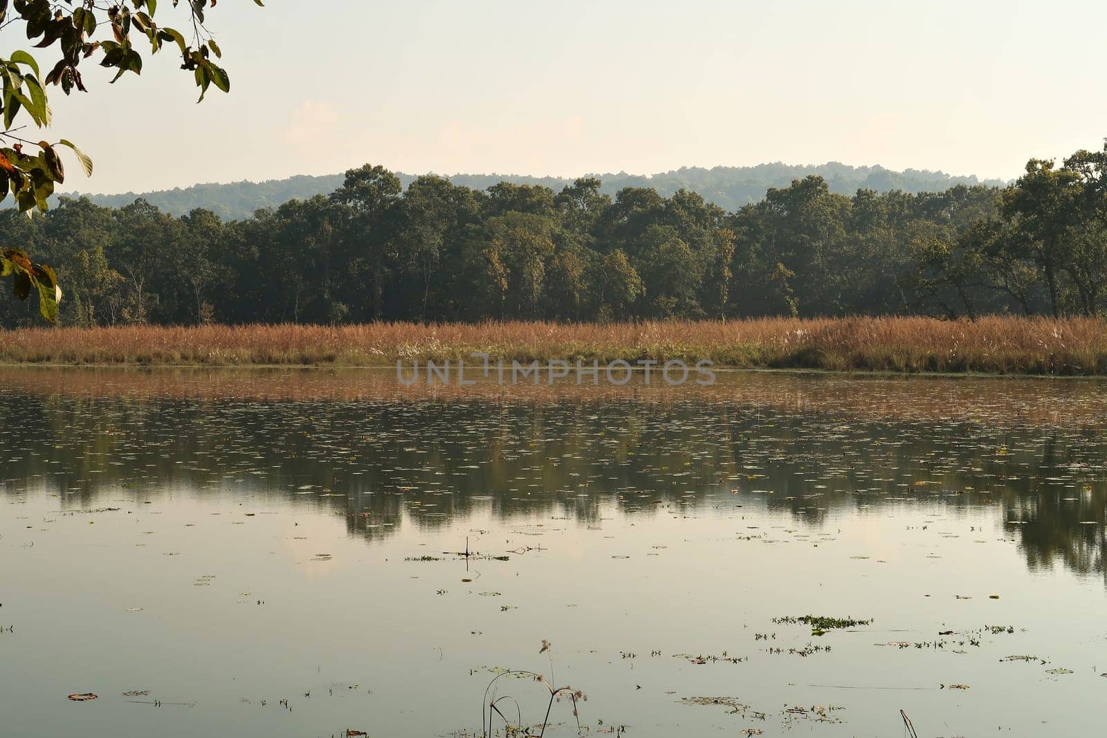 View onto a pond, lake, river on a safari through the Chitwan National Park, the trees are reflecting in the smooth surface of the water, Nepal 2022