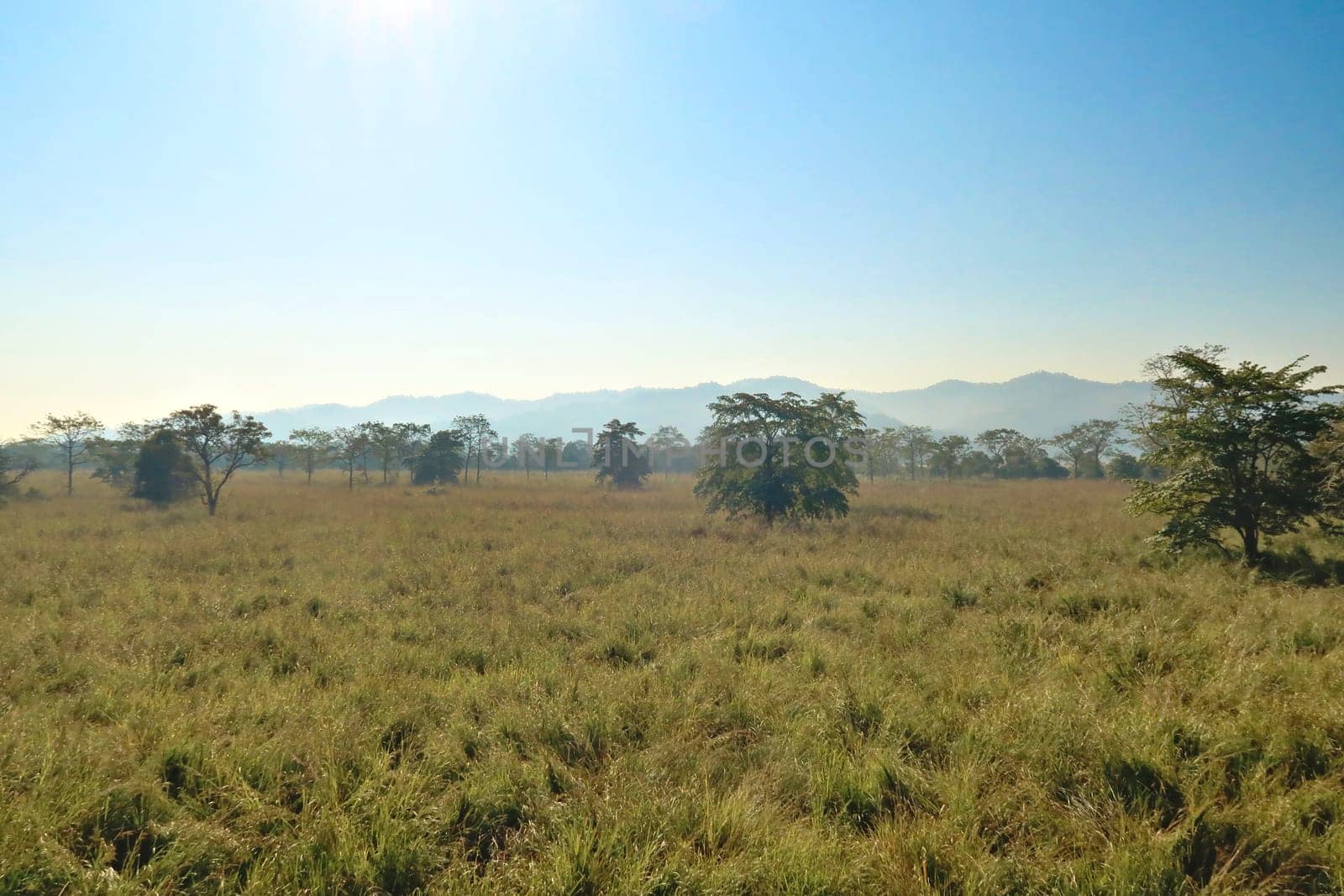 Grassland, savanna and trees seen on a safari through the Chitwan National Park, Nepal 2022