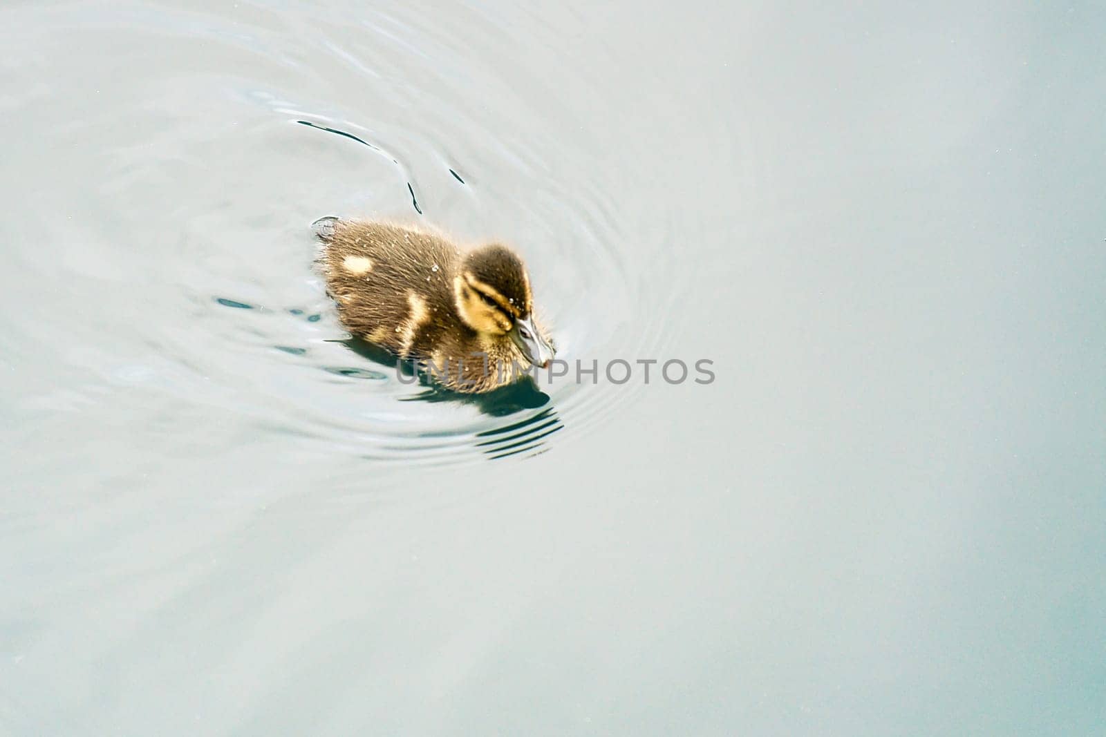 Mallard ducklings swimming in the water. Cute juvenile with fluffy plumage. Bird from nature. Wild animal