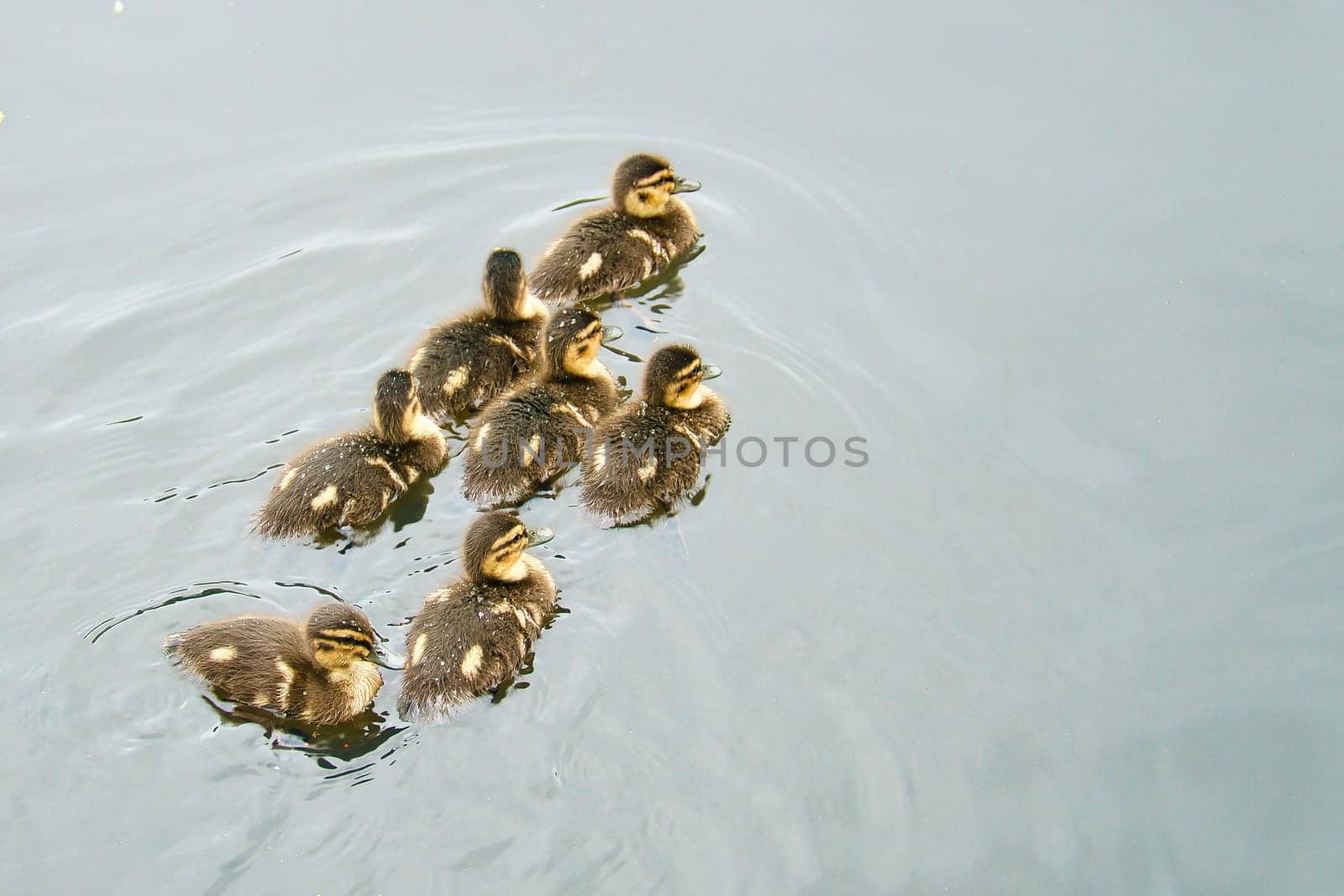 Group of mallard ducklings swimming in the water. Cute young birds with fluffy plumage. Birds from the wild. Wild animals