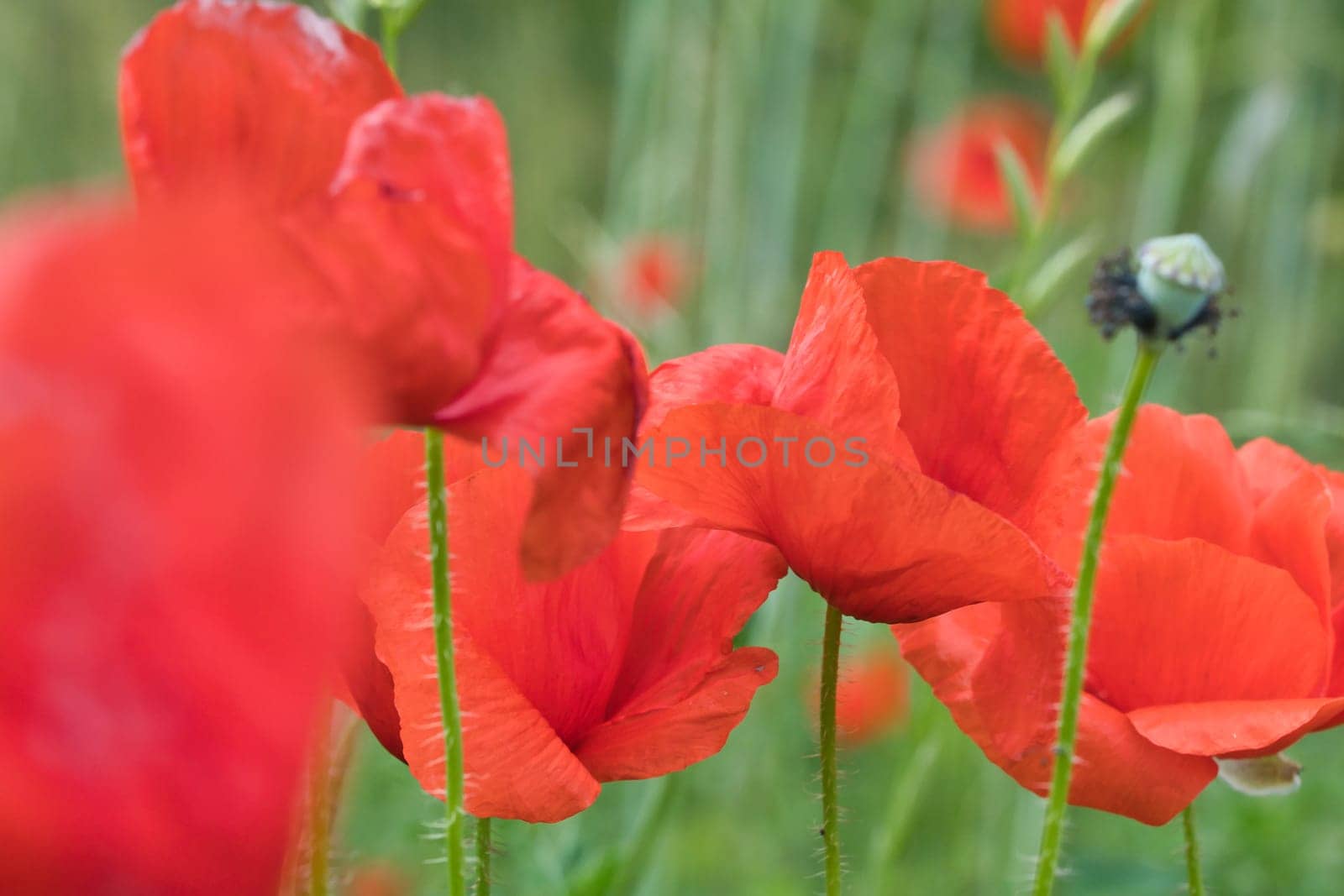 Corn poppy in a summer meadow with red petals. Wildflower from nature. Red splashes of color in green surroundings