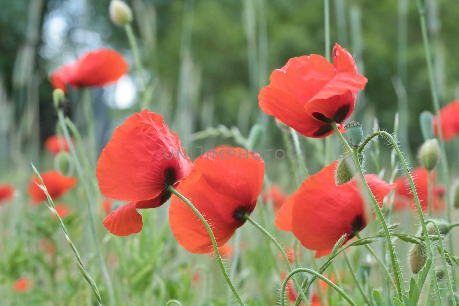Corn poppy in a cornfield with red petals. Red splashes of color in green surroundings. Wild flower from nature.