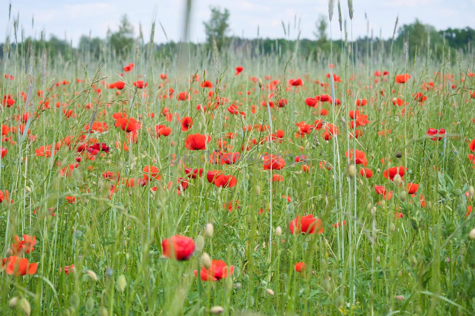 Corn poppy in a cornfield with red petals. Red splashes of color in green surroundings. Wild flower from nature.