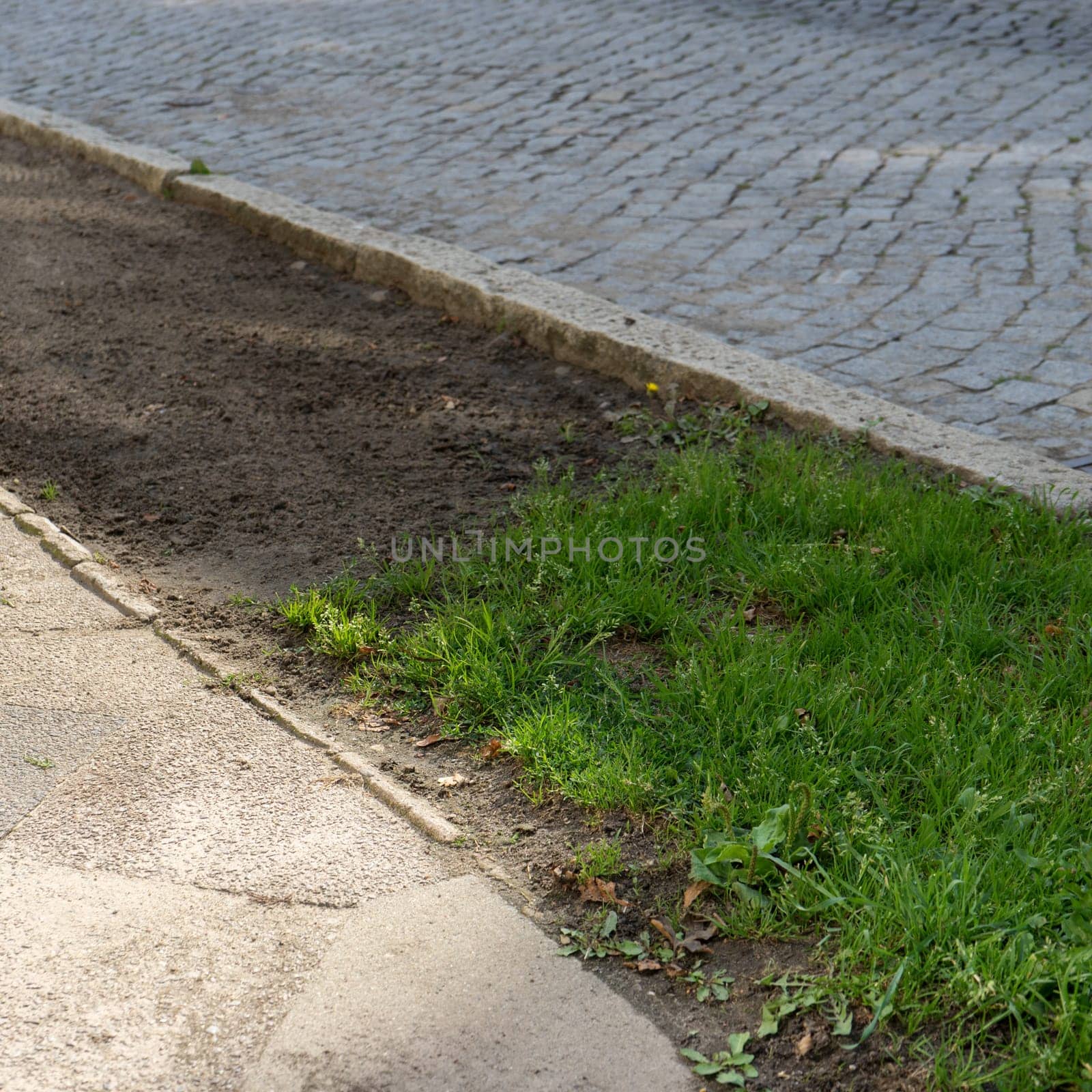 Roadside with green wild plants and soil without plants
