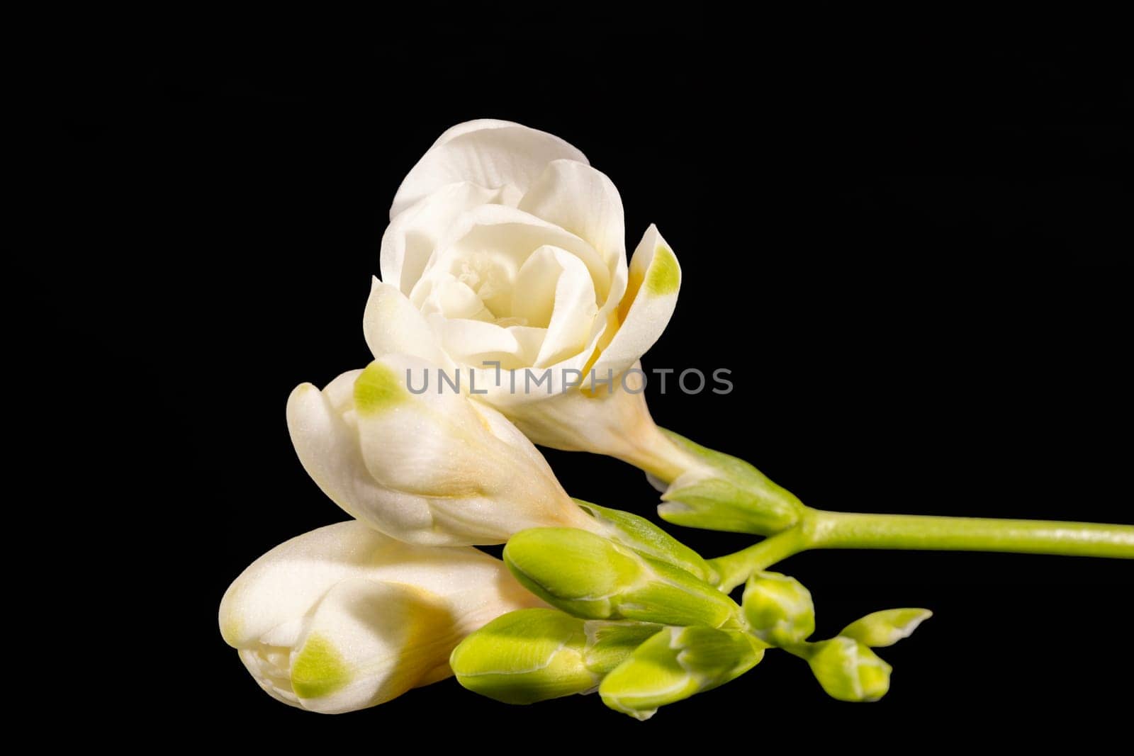 Flowers of beautiful white freesia isolated on black background, reflection