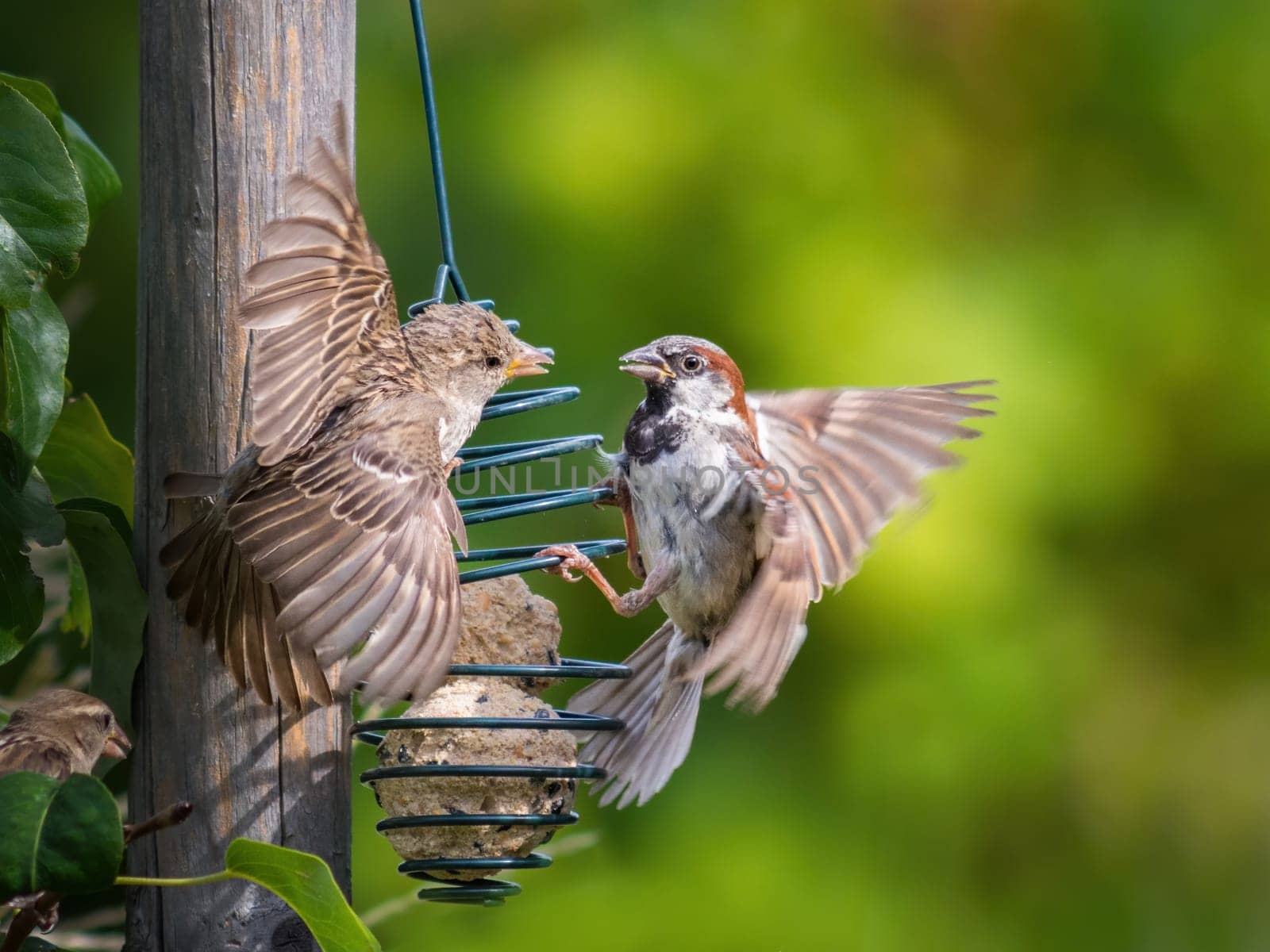House Sparrow fighting at a seed feeder