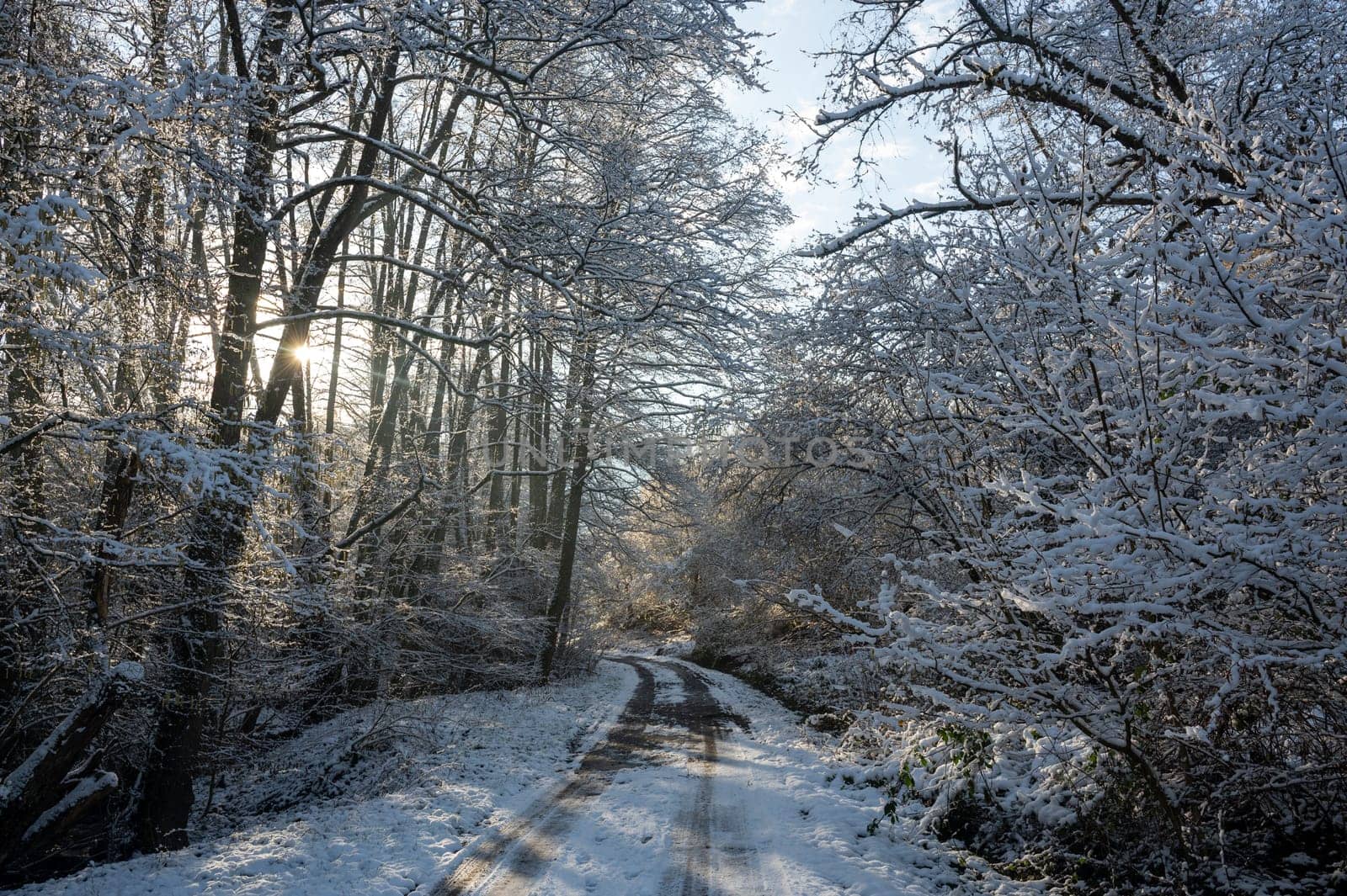 A lonely road in winter, between trees with snow