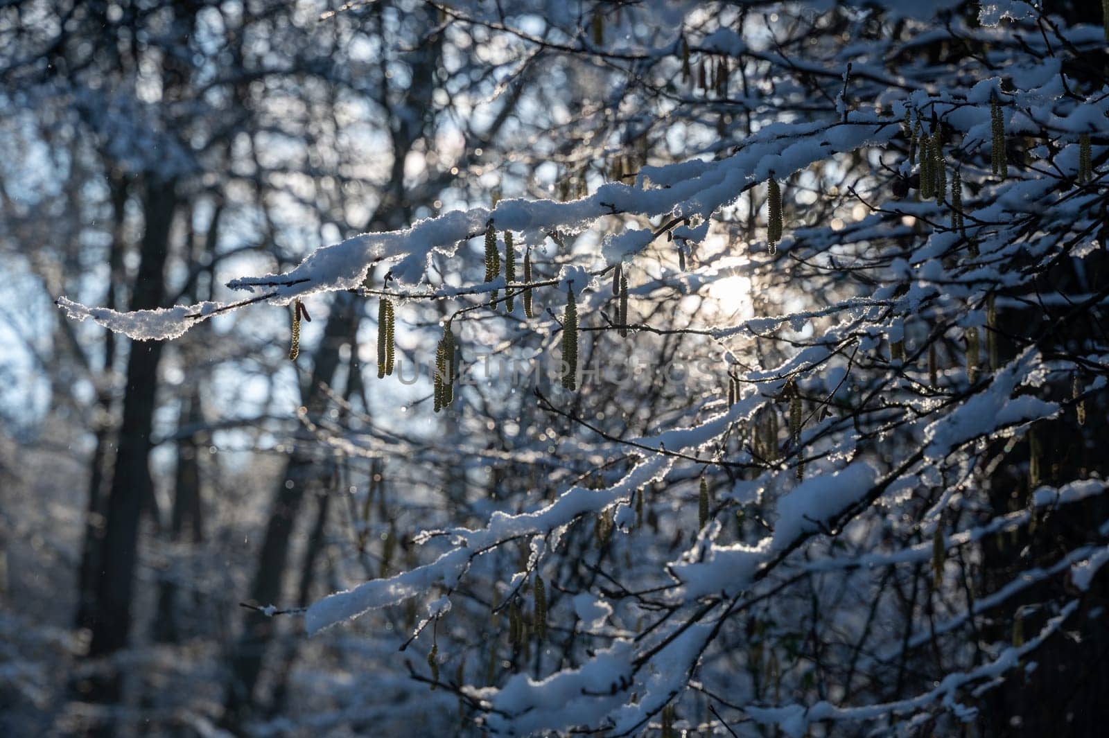 Small snow-covered hazel bush branches in a forest in the evening light