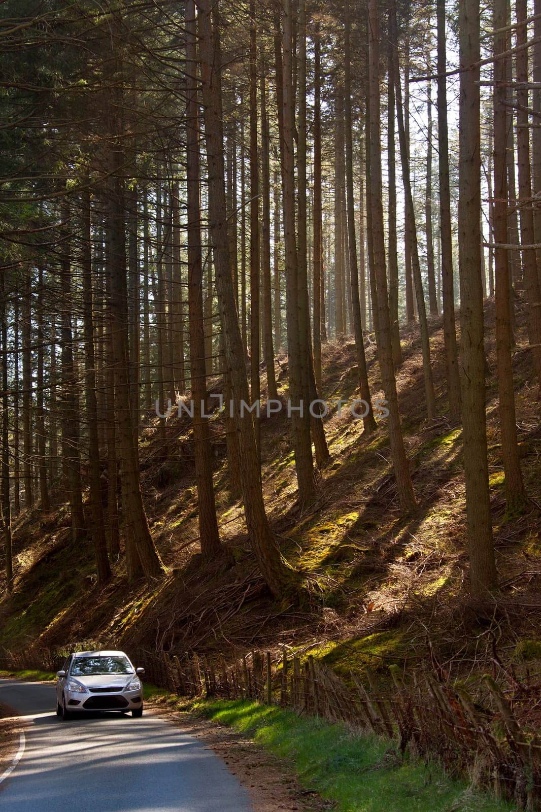 A woodland drive near Lake Vyrnwy in Montgomeryshire in the Powys region of Wales.