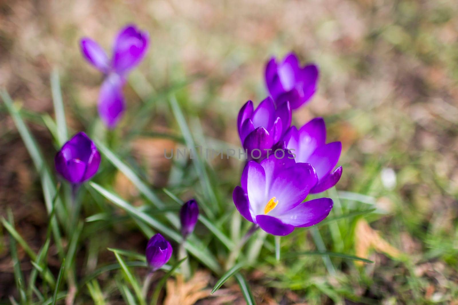 crocus flowers -  one of spring flowers