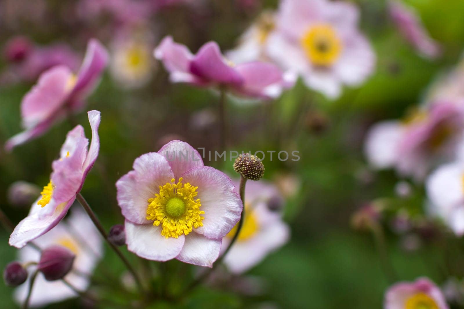 Anemone hupehensis. Commonly known as the Chinese anemone or Japanese anemone, thimbleweed, or windflower