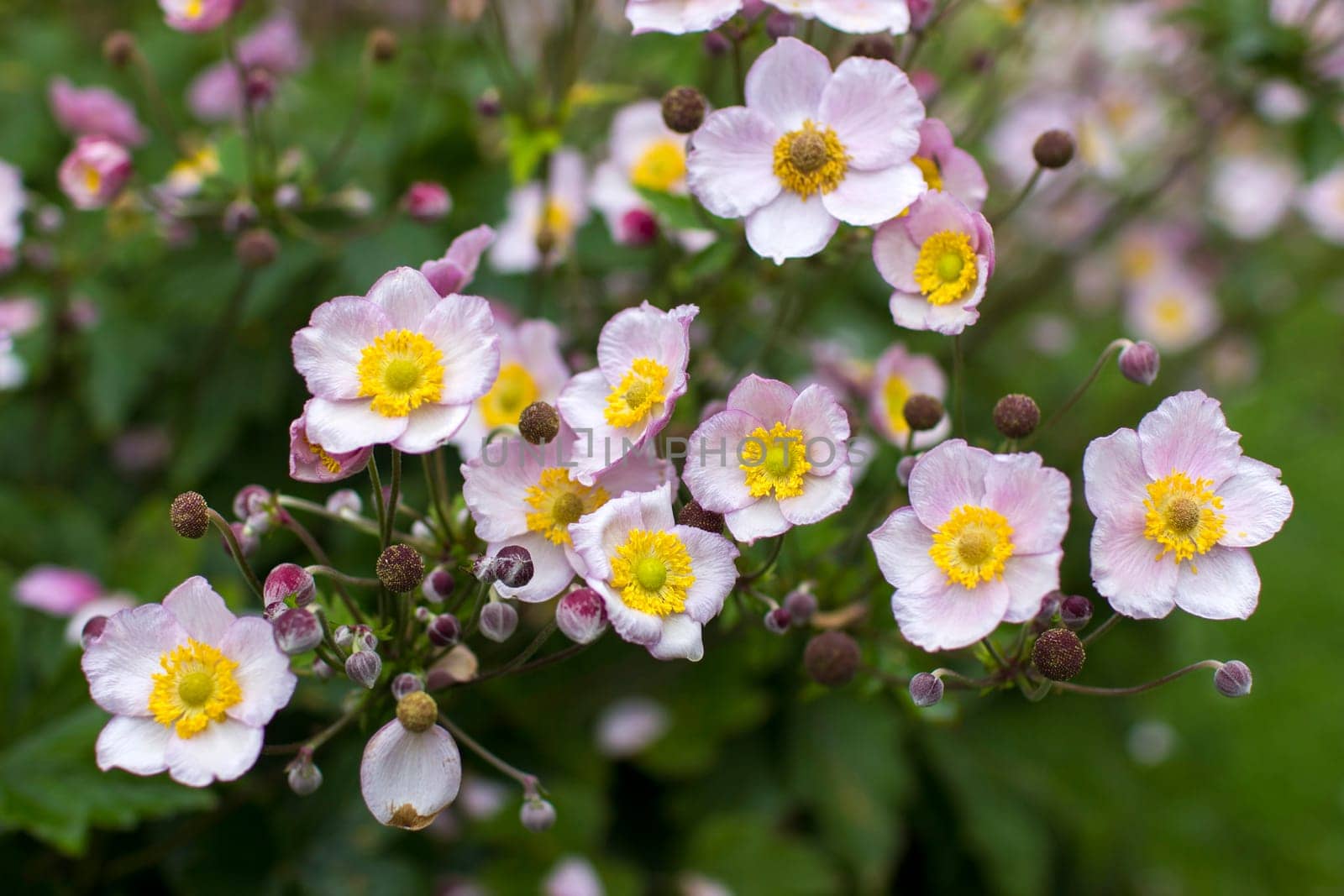 Anemone hupehensis. Commonly known as the Chinese anemone or Japanese anemone, thimbleweed, or windflower