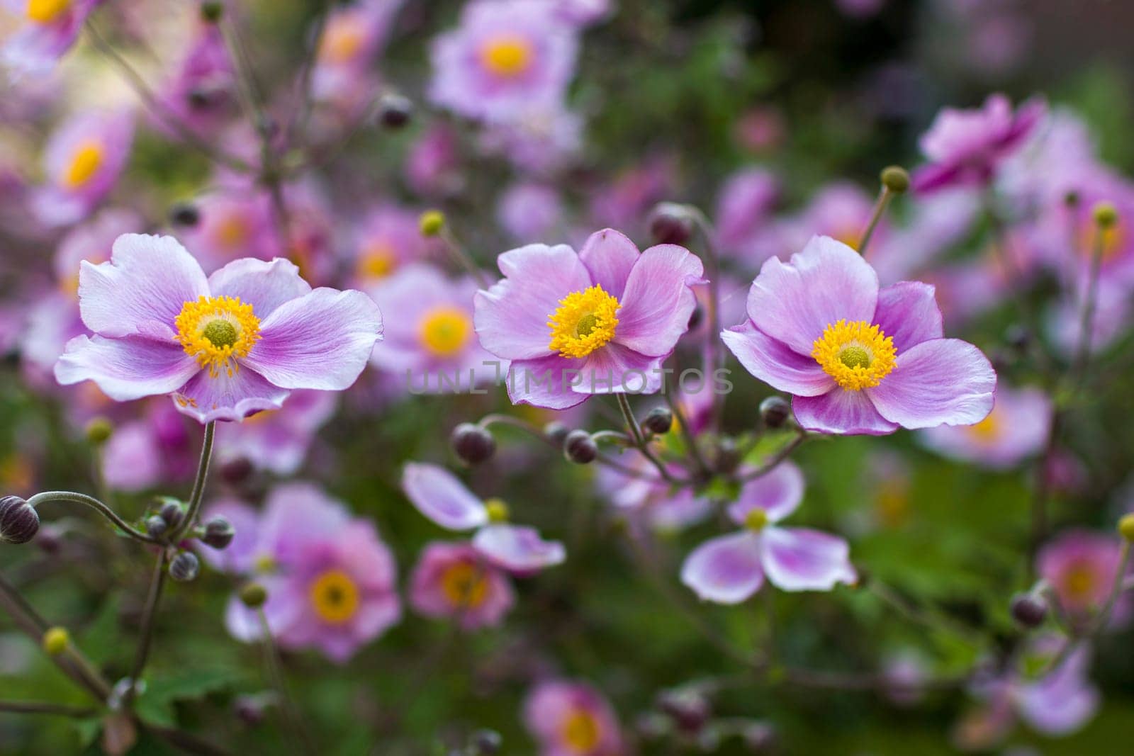 Anemone hupehensis. Commonly known as the Chinese anemone or Japanese anemone, thimbleweed, or windflower