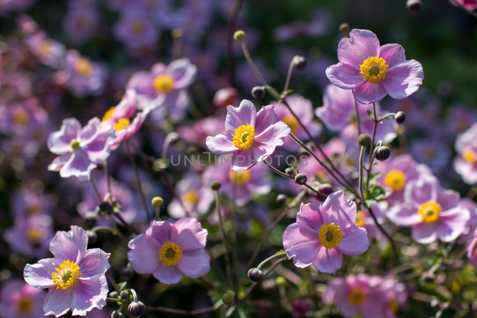 Anemone hupehensis. Commonly known as the Chinese anemone or Japanese anemone, thimbleweed, or windflower