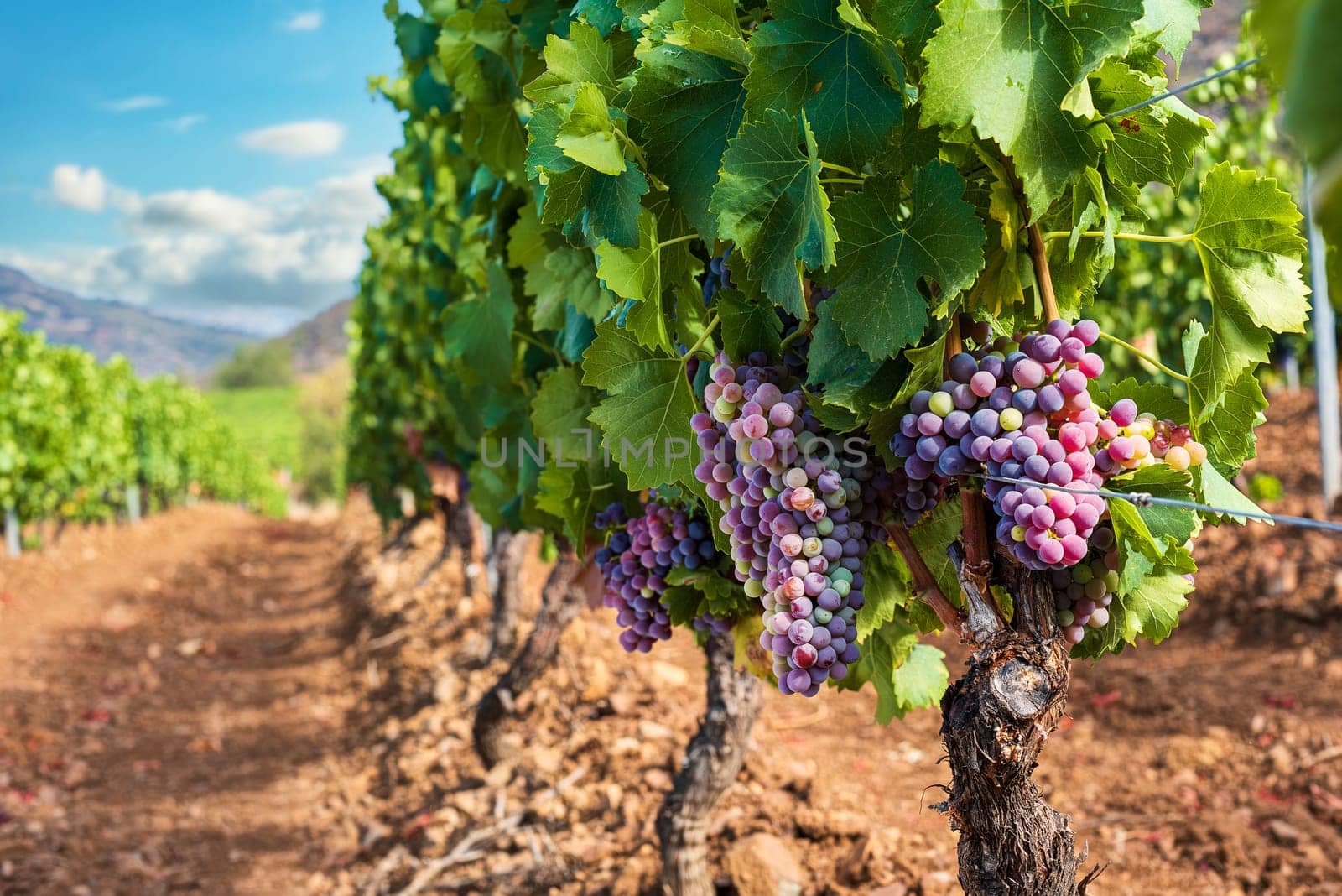 Veraison in a vineyard. Bunches of grapes with berries that begin the ripening phase. Traditional agriculture. Sardinia.
