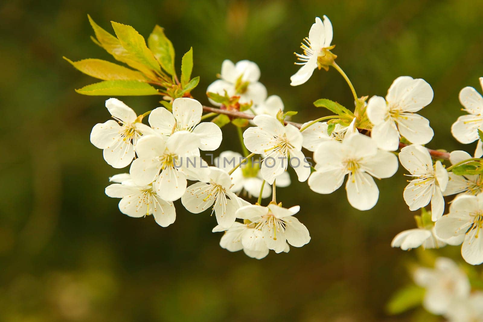 In spring, white flowers bloomed on the branch of the apple tree