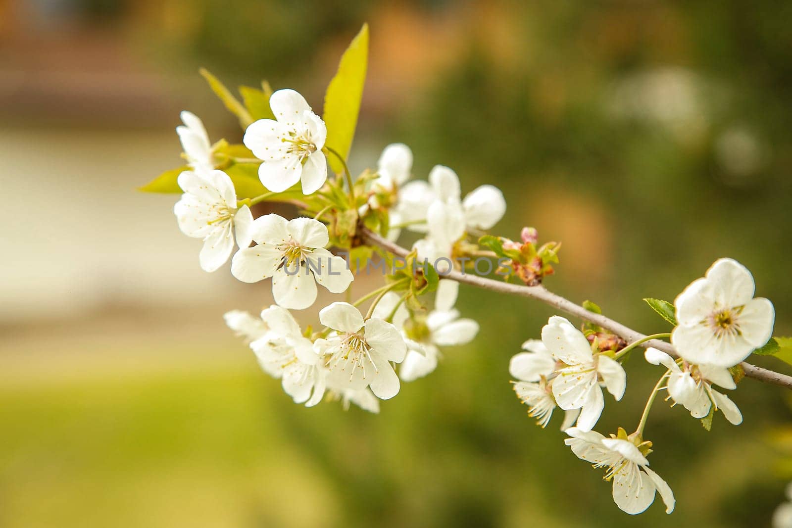 A close-up of a flowering branch with white flowers (Malus) and green leaves, evoking a feeling of spring and tenderness in nature