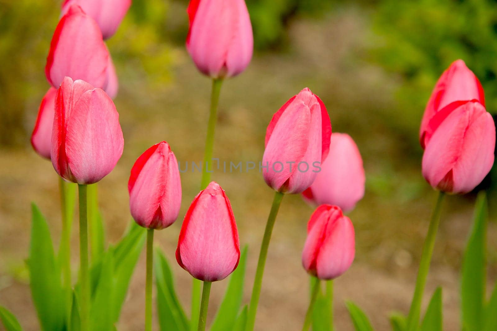 Pink tulips (Túlipa) in full bloom among the green foliage in the garden, embodying the essence of spring