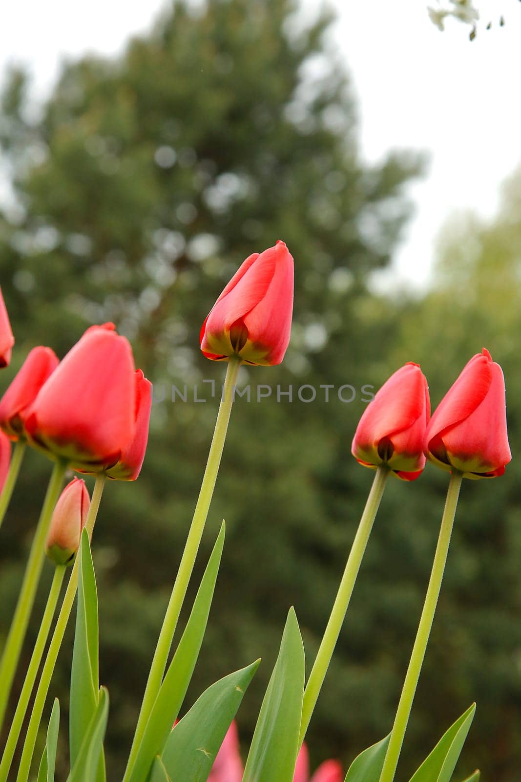 Close-up of red tulips (Túlipa) with green stems on a blurred background of trees