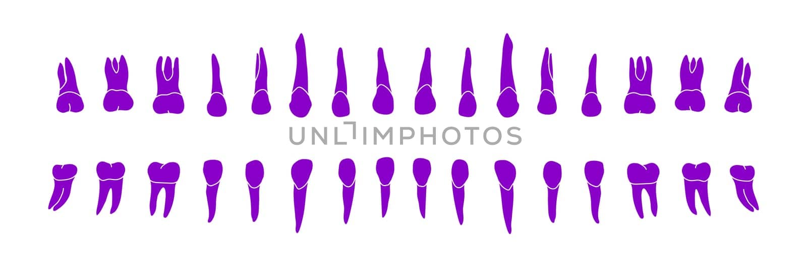 Dental Row. Vector educational illustration isolated