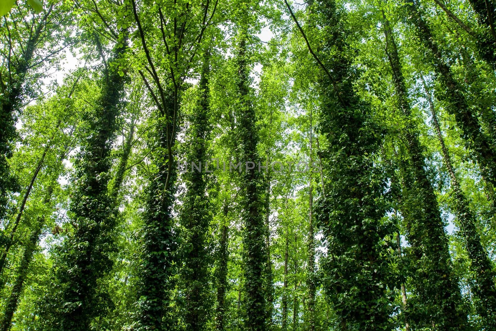 Lush, green forest with tall, slender trees covered in thick, vibrant foliage.