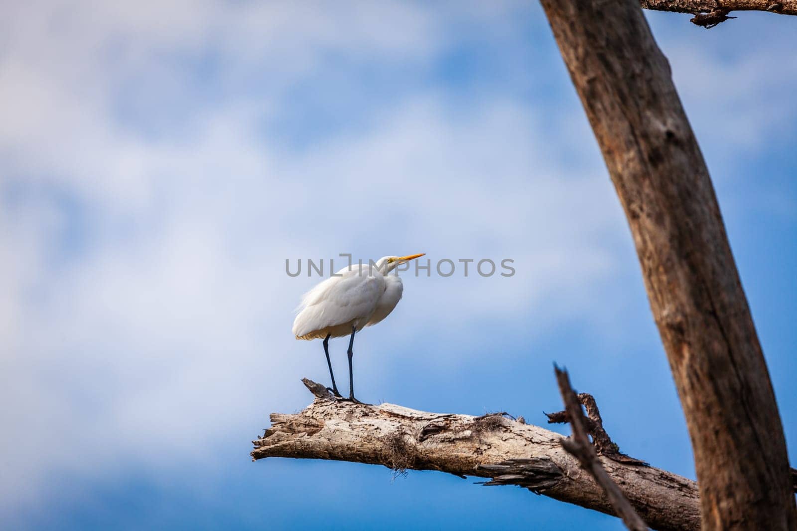 White egret sitting on a dry tree in a nature preserve in Florida