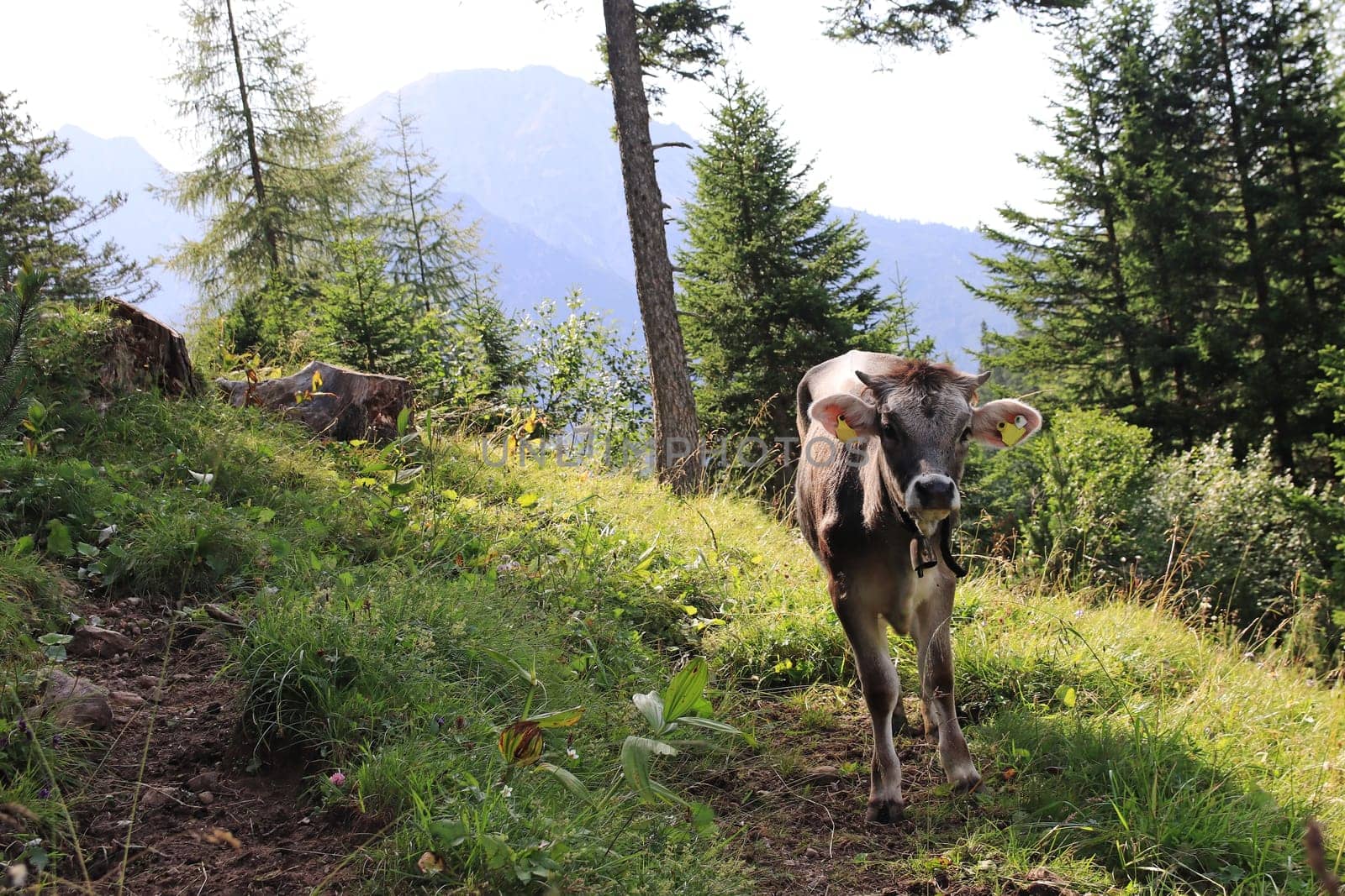 Young cows with horns and bells in the mountains of Austria