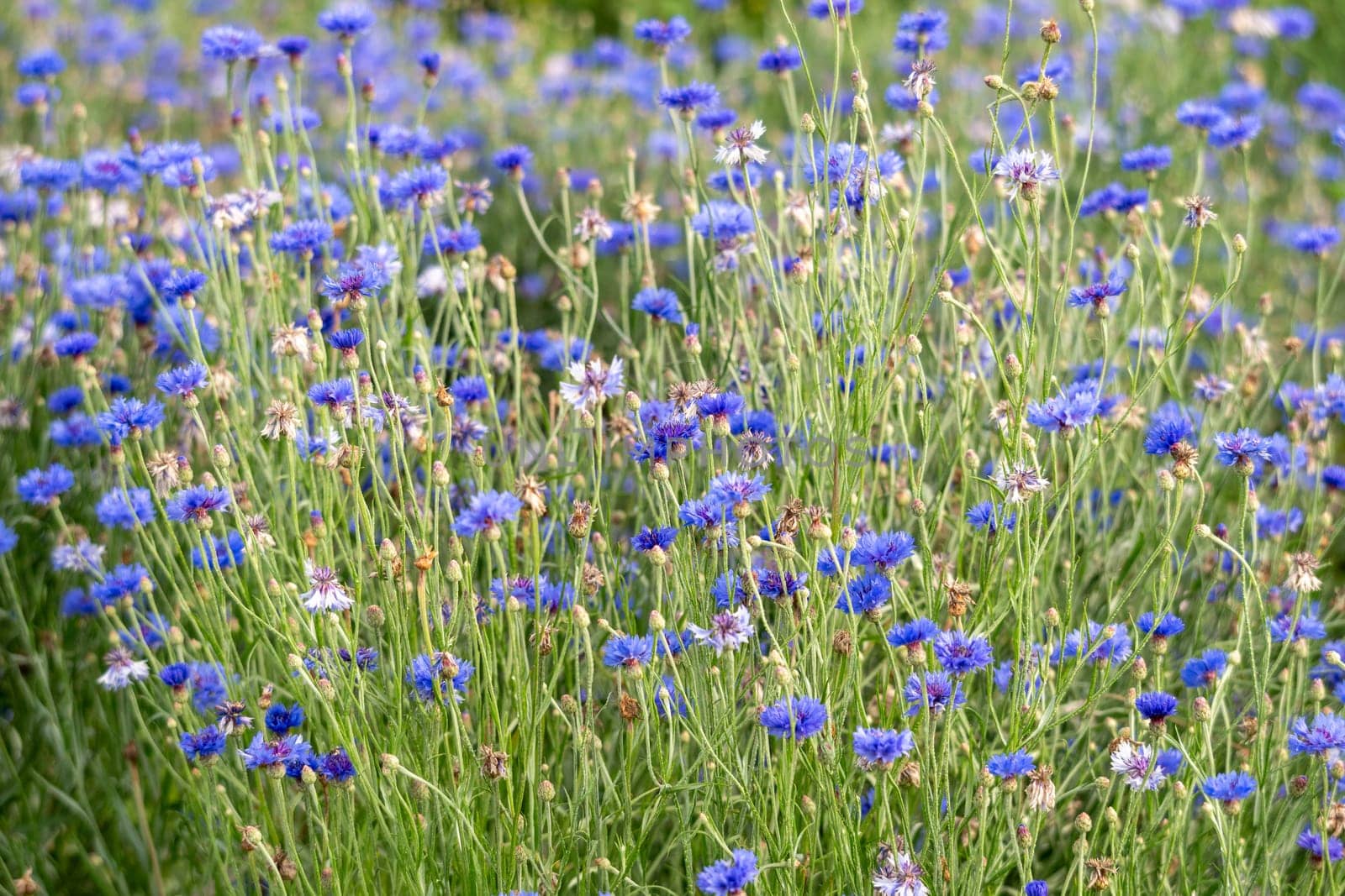 the blue carnation flowers in the countryside