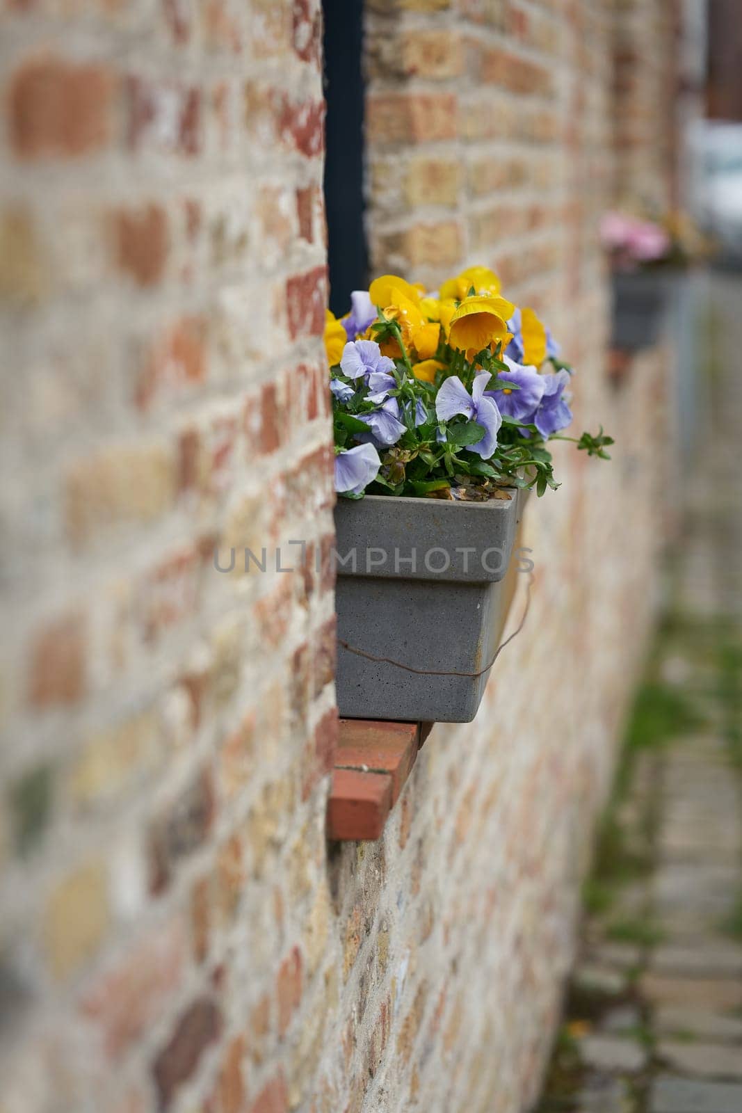 Flowering garden pansies, Viola x wittrockiana on a windowsill in the old town of Bruges in Belgium