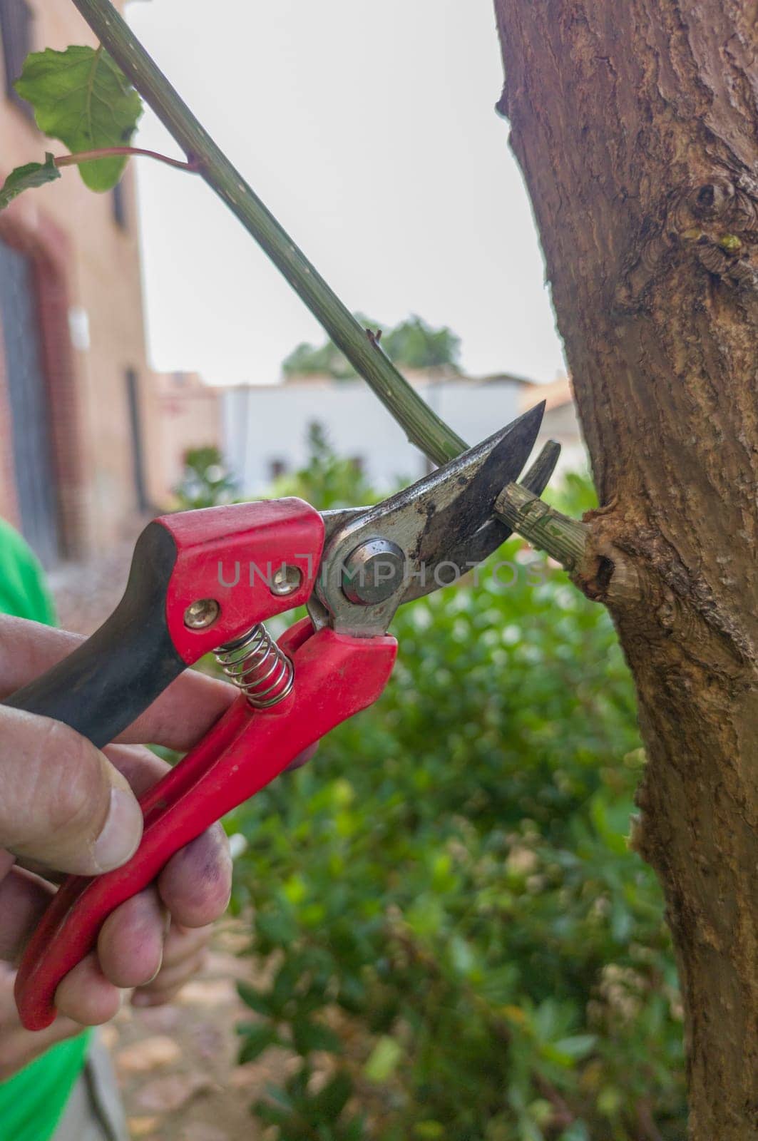 Removing suckers from black mulberry tree stem. Shears scissor of one hand