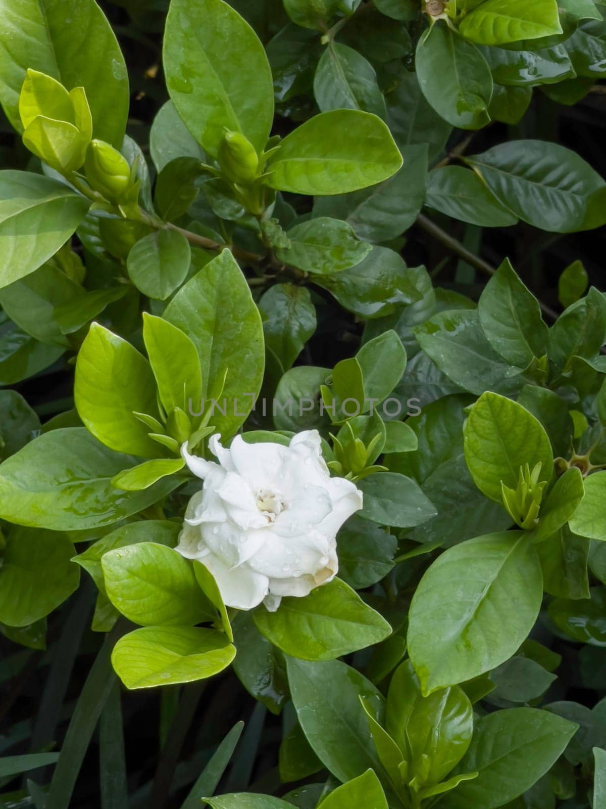 Tropical garden with amazing plants and flowers, stock photo