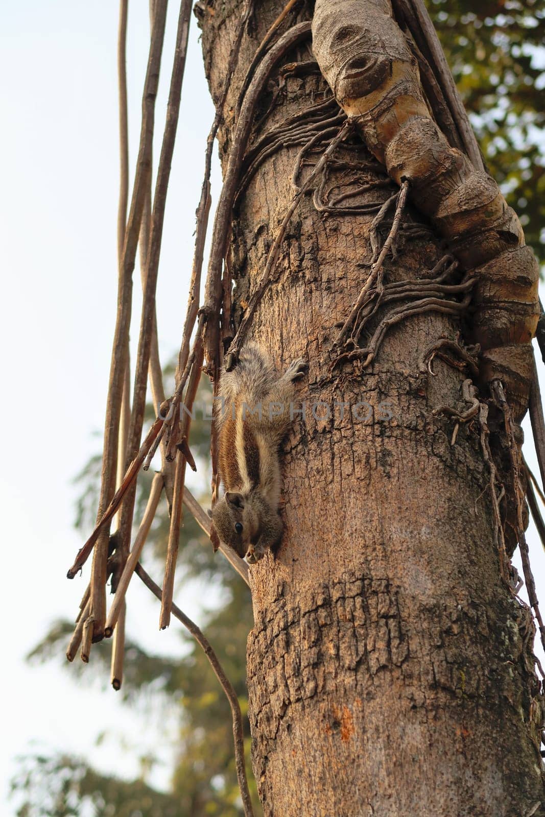 A chipmunk on the trunk of a tree in the Garden of Dreams in Thamel, Kathmandu, Nepal 2022