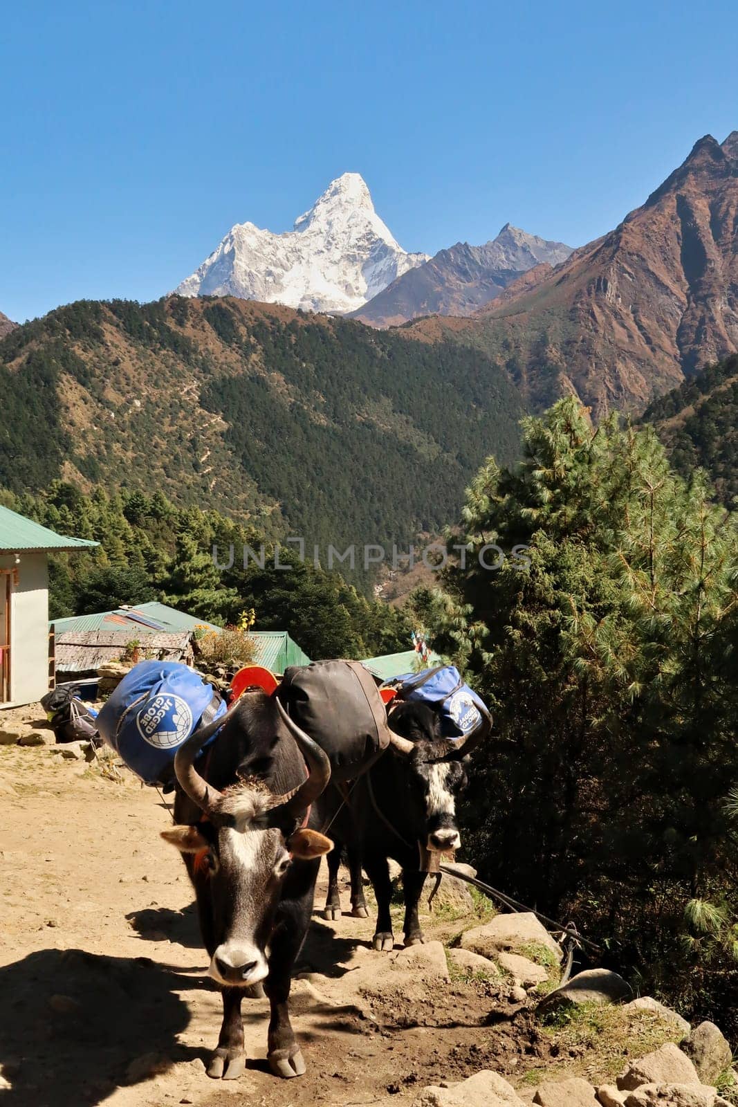 Yaks are carrying luggage, Tengboche, Tangboche village, the trail leading up to it and the snow covered Ama Dablam peak can be seen in the background, Mount Everest Base Camp Trek, EBC, Nepal