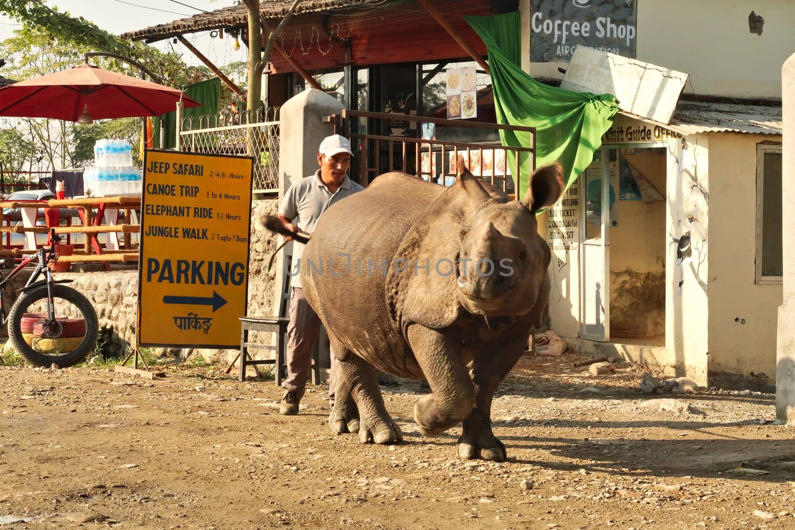 A small Rhino wandering, strolling through the Sauraha village, close to the Chitwan National Park, Nepal 2022