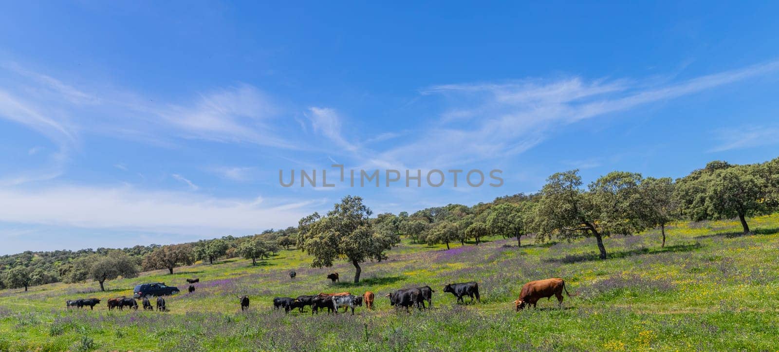 black bulls in a bull farm (for bullfights) near Granada, Andalucia, Spain