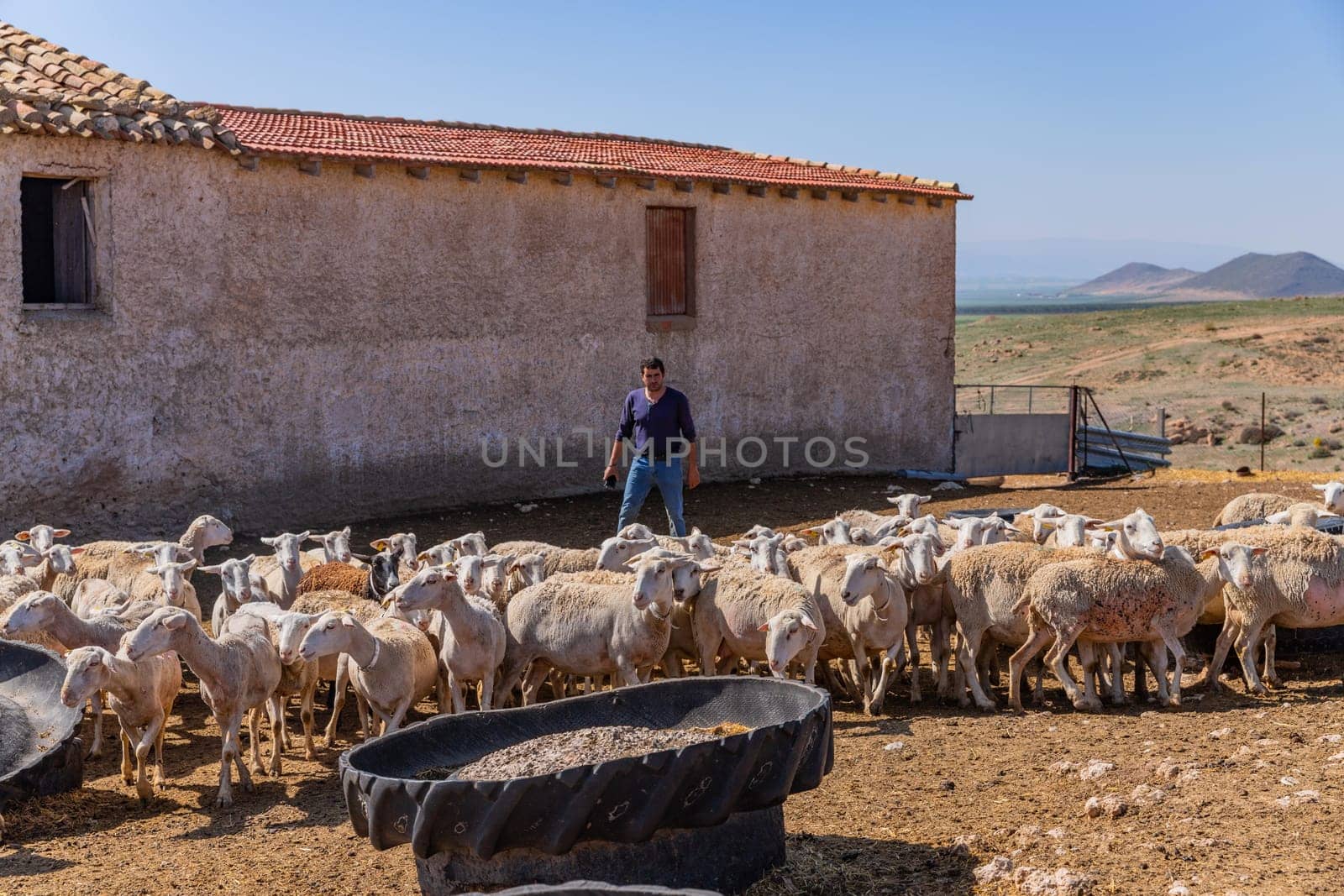 Granada, Spain: April 16, 2024: Shepherd in a sheep farm in Andalusia, near Granada. Spain
