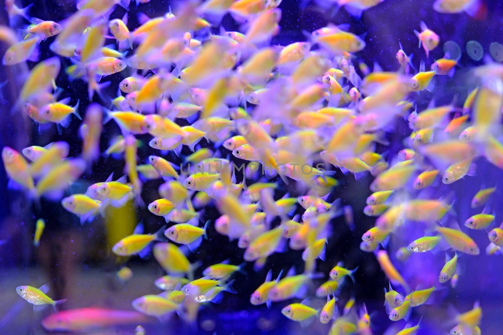 A group of fishes and blue tank in the aquarium