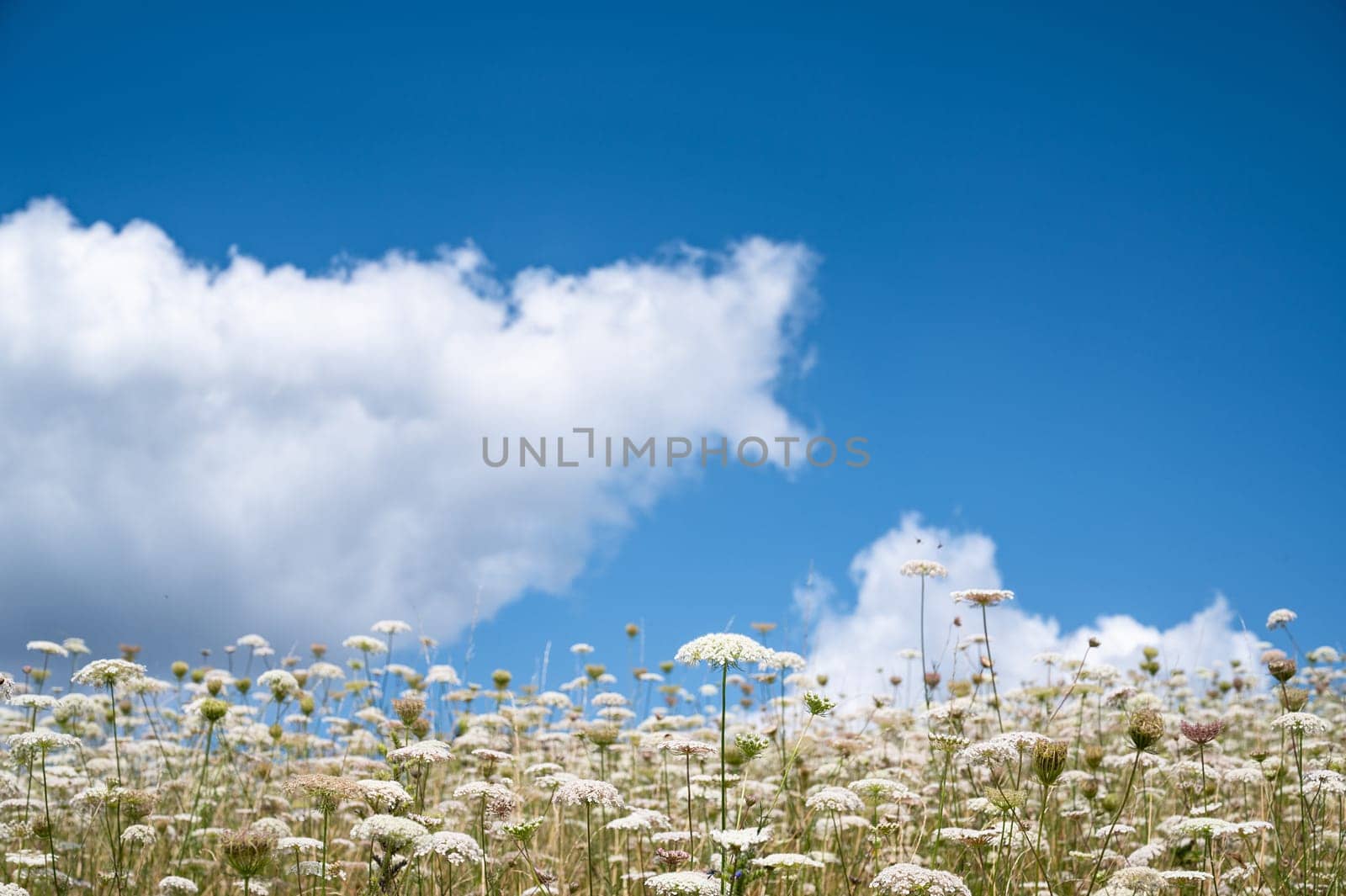 Meadow with white yarrow and hogweed flowers, blooming wildflower field, blue sky and clouds, nature in summer, environment and ecology concept