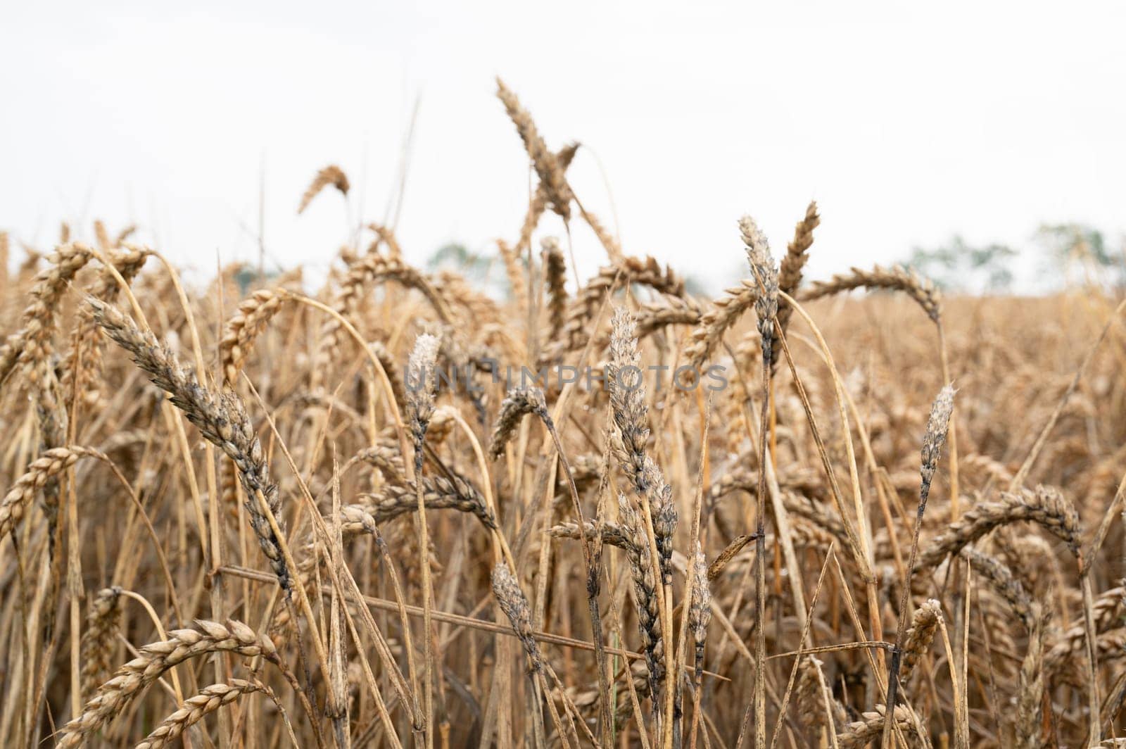 Moldy grain ears caused by heavy rainfalls, field with cultivated wheat, harvest in summer, food agriculture, farmland countryside