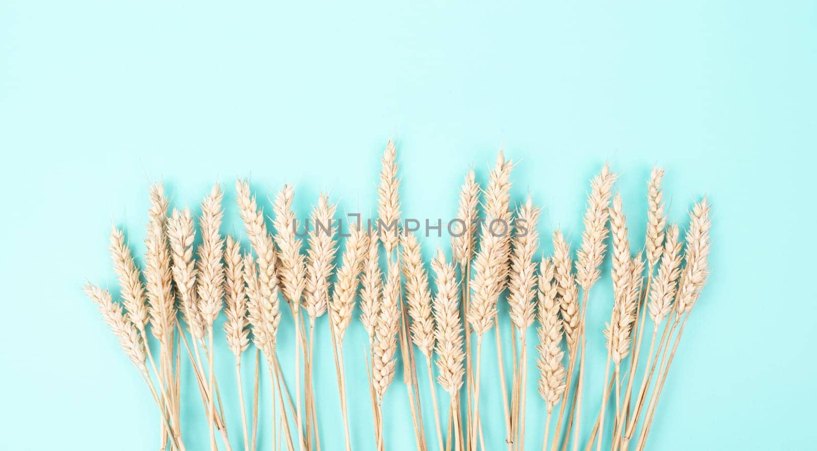 Wheat ears, gluten intolerance, celiac disease or grain allergy, harvest in summer, agriculture for food, farm, blue background